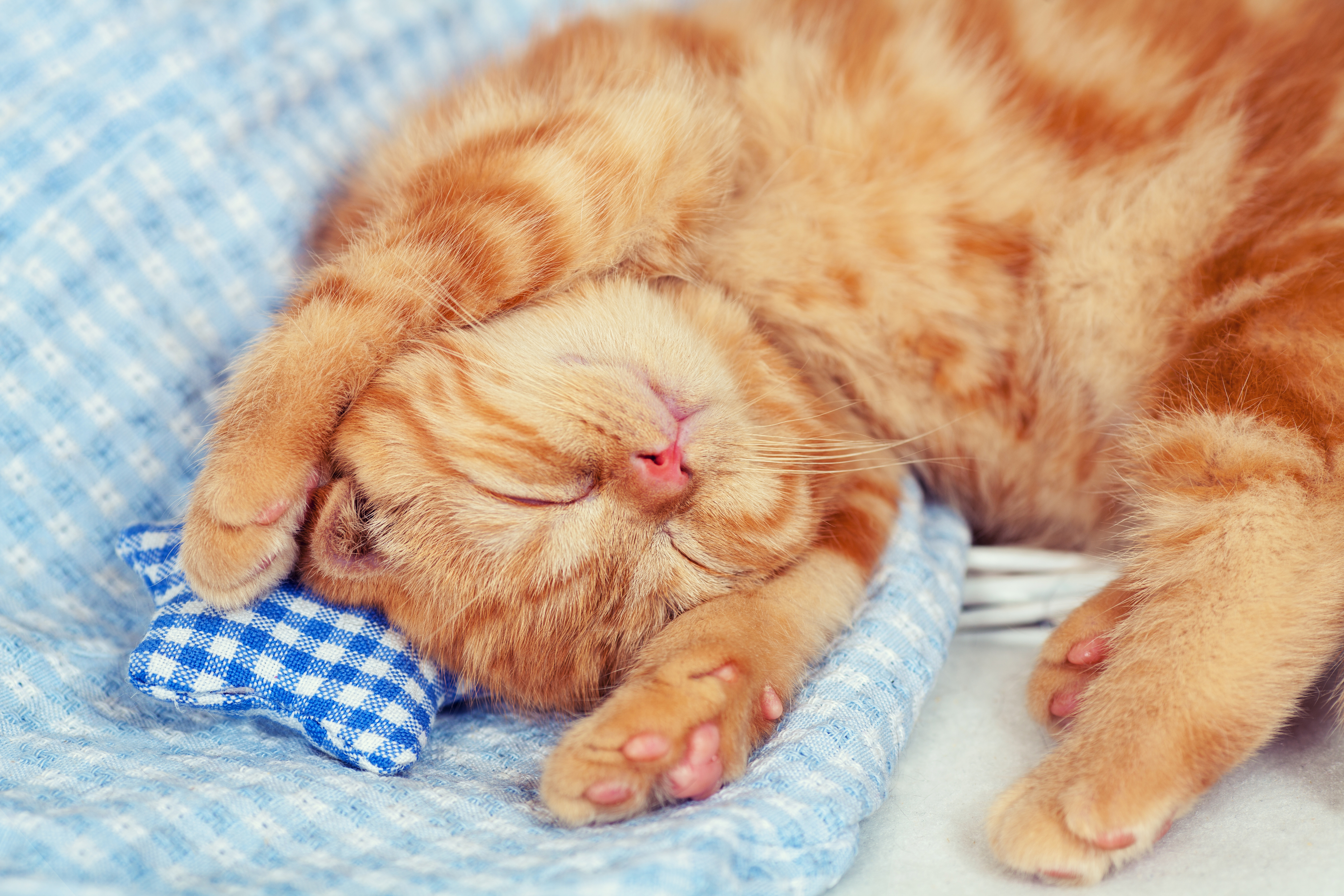 Глазки вставай. Спящие котята. Рыжий котик. Спящий котик. Милые рыжие котики.