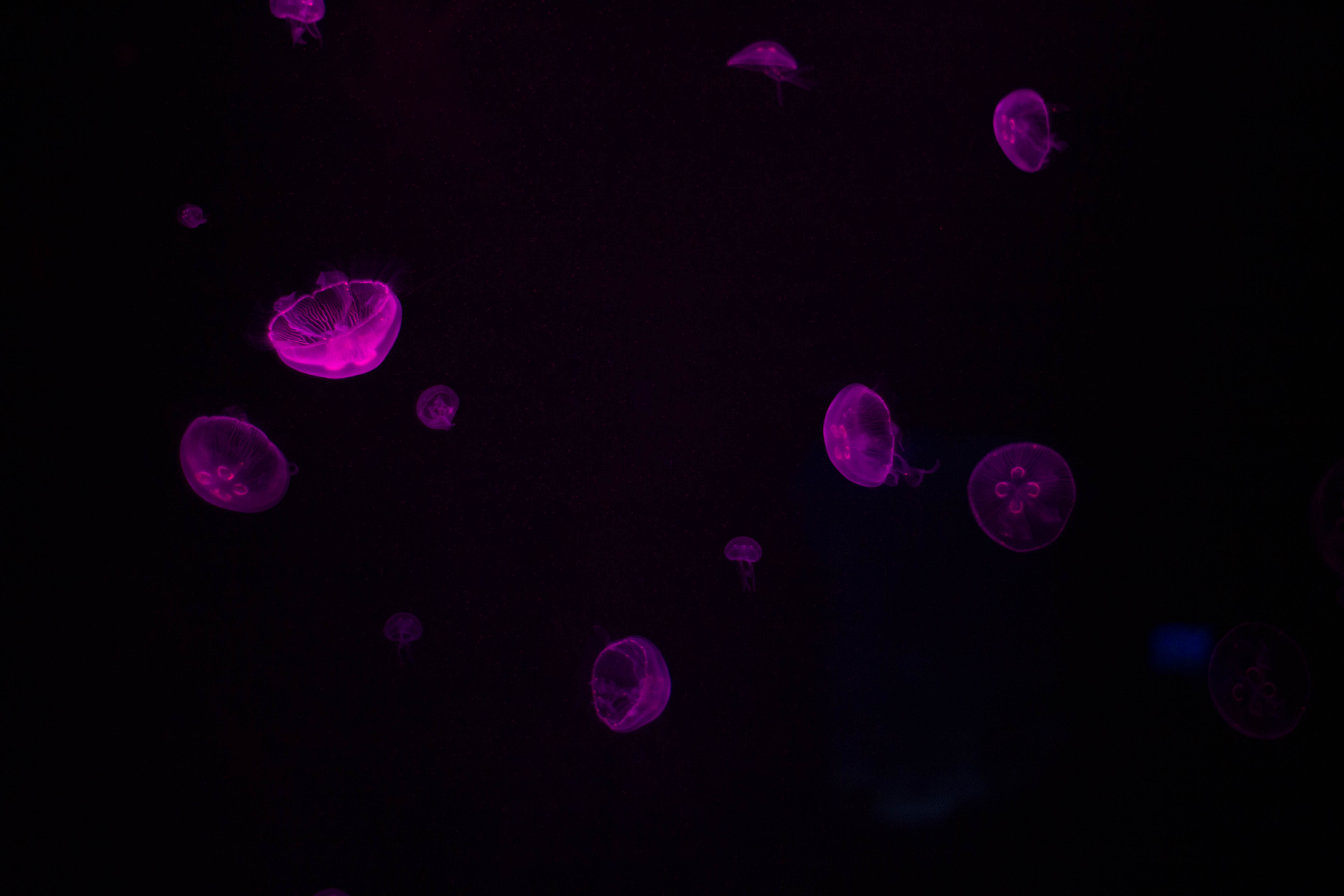 60210 download wallpaper jellyfish, violet, dark, glow, purple, underwater, submarine screensavers and pictures for free