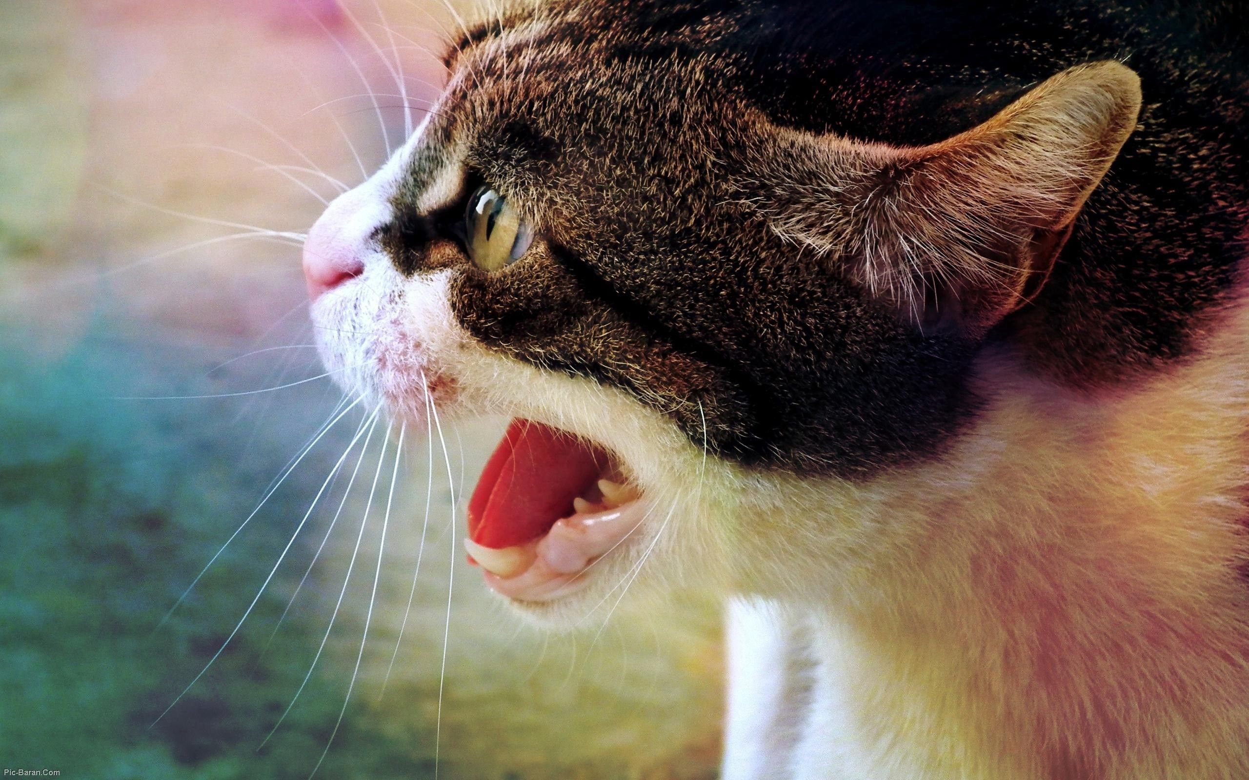 Mobile Wallpaper: Free HD Download [HQ] muzzle, cat, fear, animals