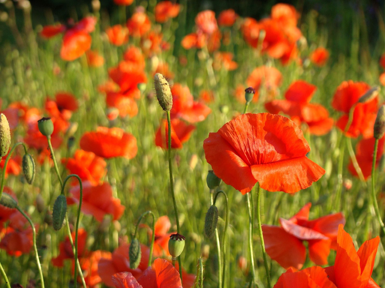 Best Poppy wallpapers for phone screen
