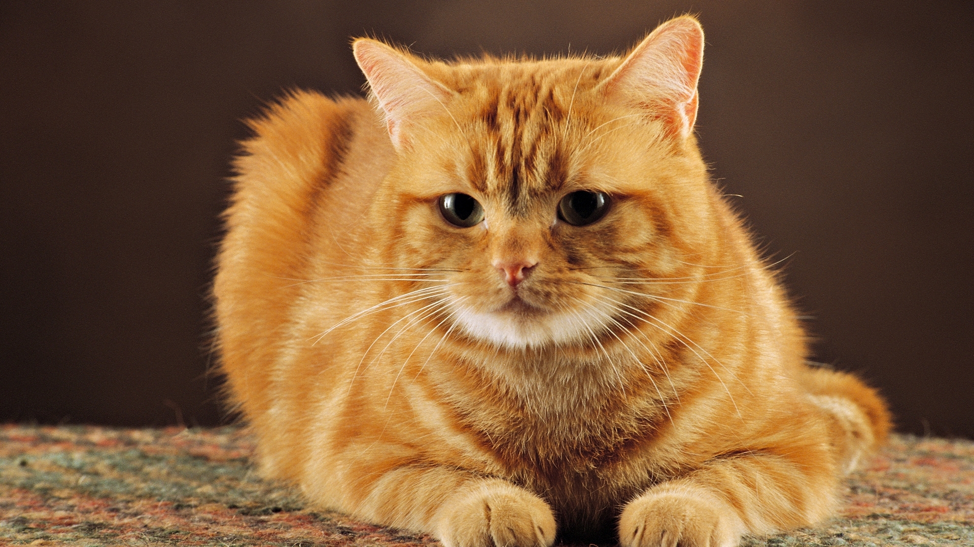 40615 Bildschirmschoner und Hintergrundbilder Katzen auf Ihrem Telefon. Laden Sie orange, tiere Bilder kostenlos herunter