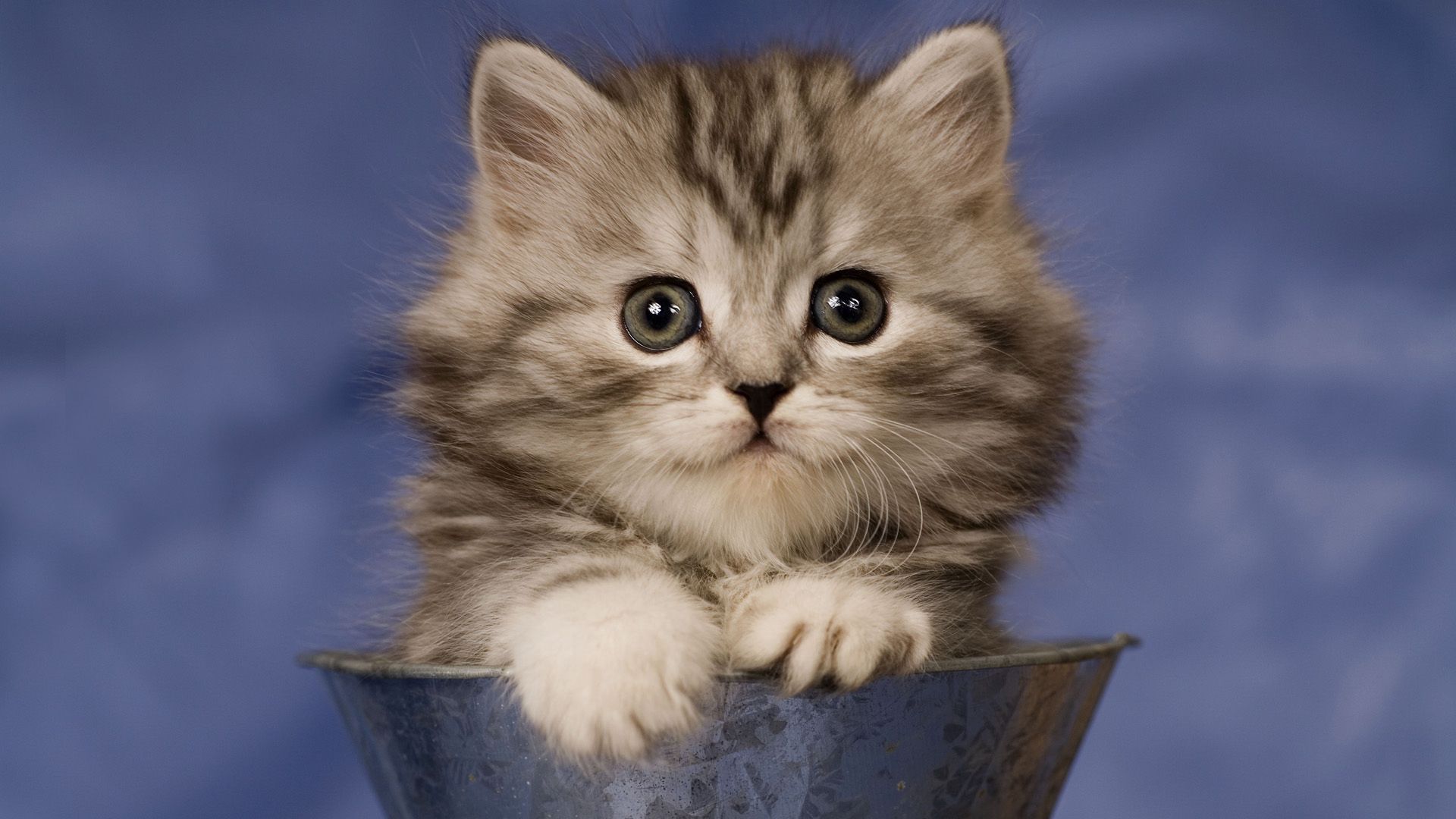 Download mobile wallpaper Animals, Sit, Fluffy, Kitty, Kitten, Glass for free.