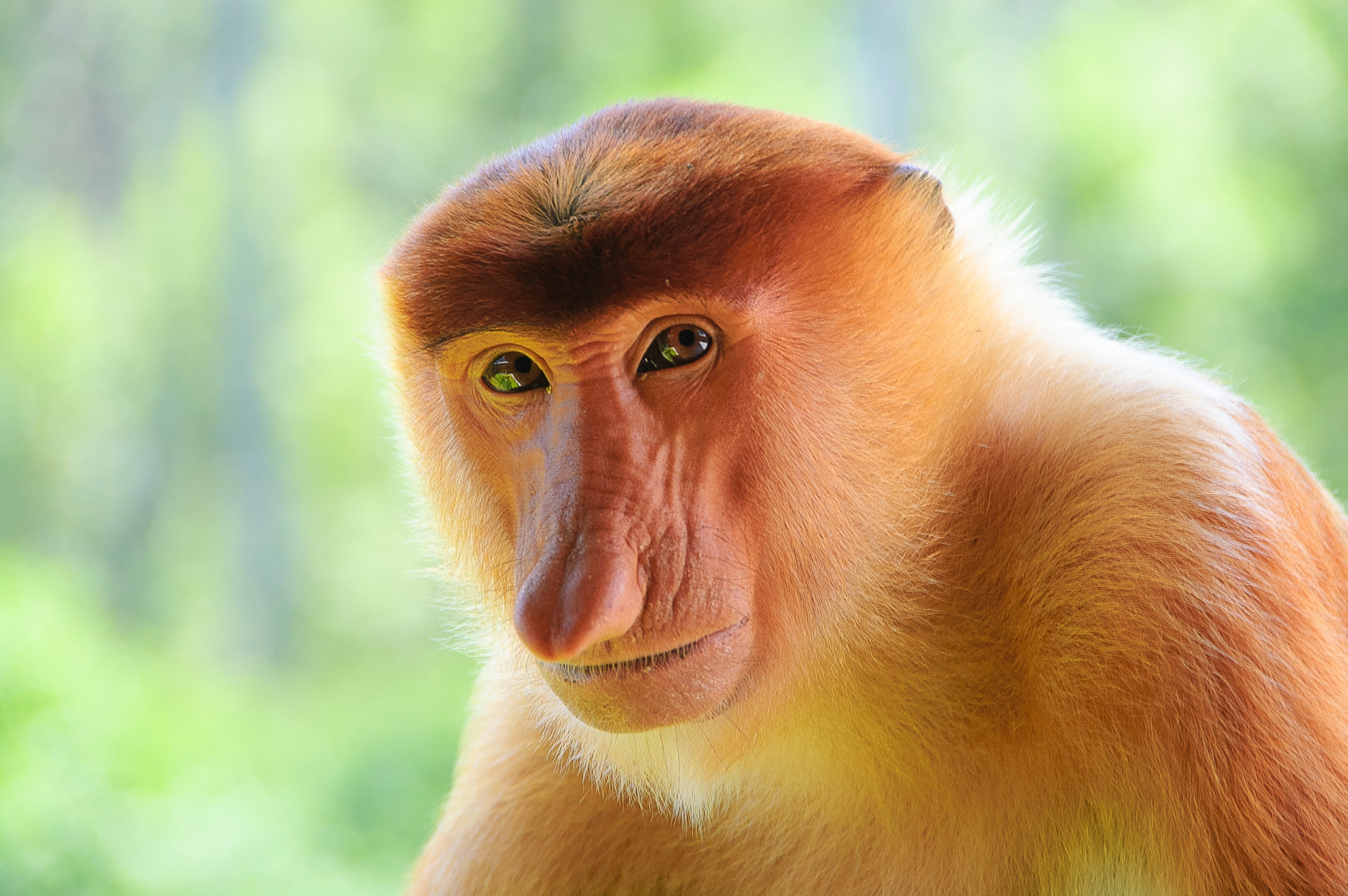 Laden Sie das Tiere, Schnauze, Affe, Ein Affe, Nase-Bild kostenlos auf Ihren PC-Desktop herunter