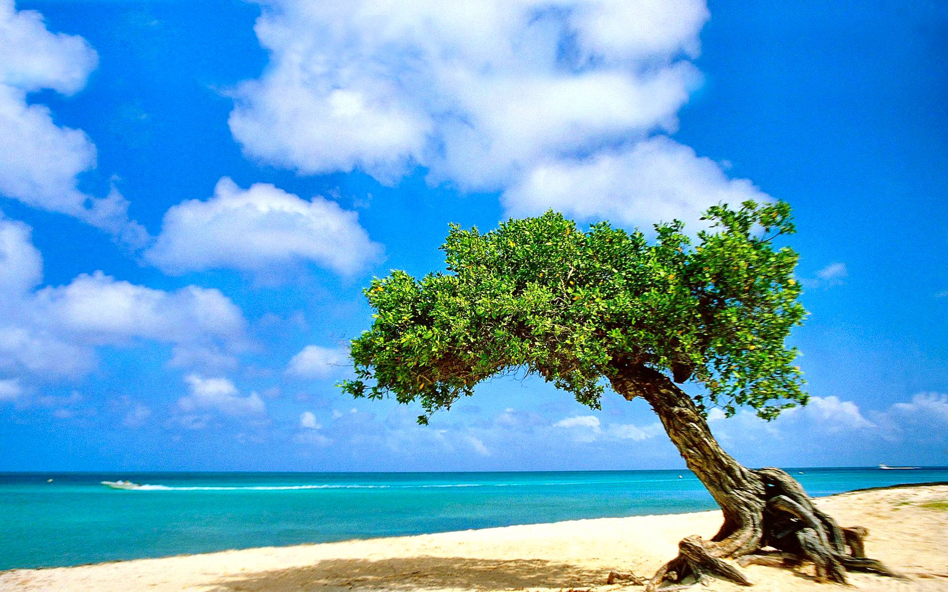 4k Photos beach, tropical, twisted tree, aruba