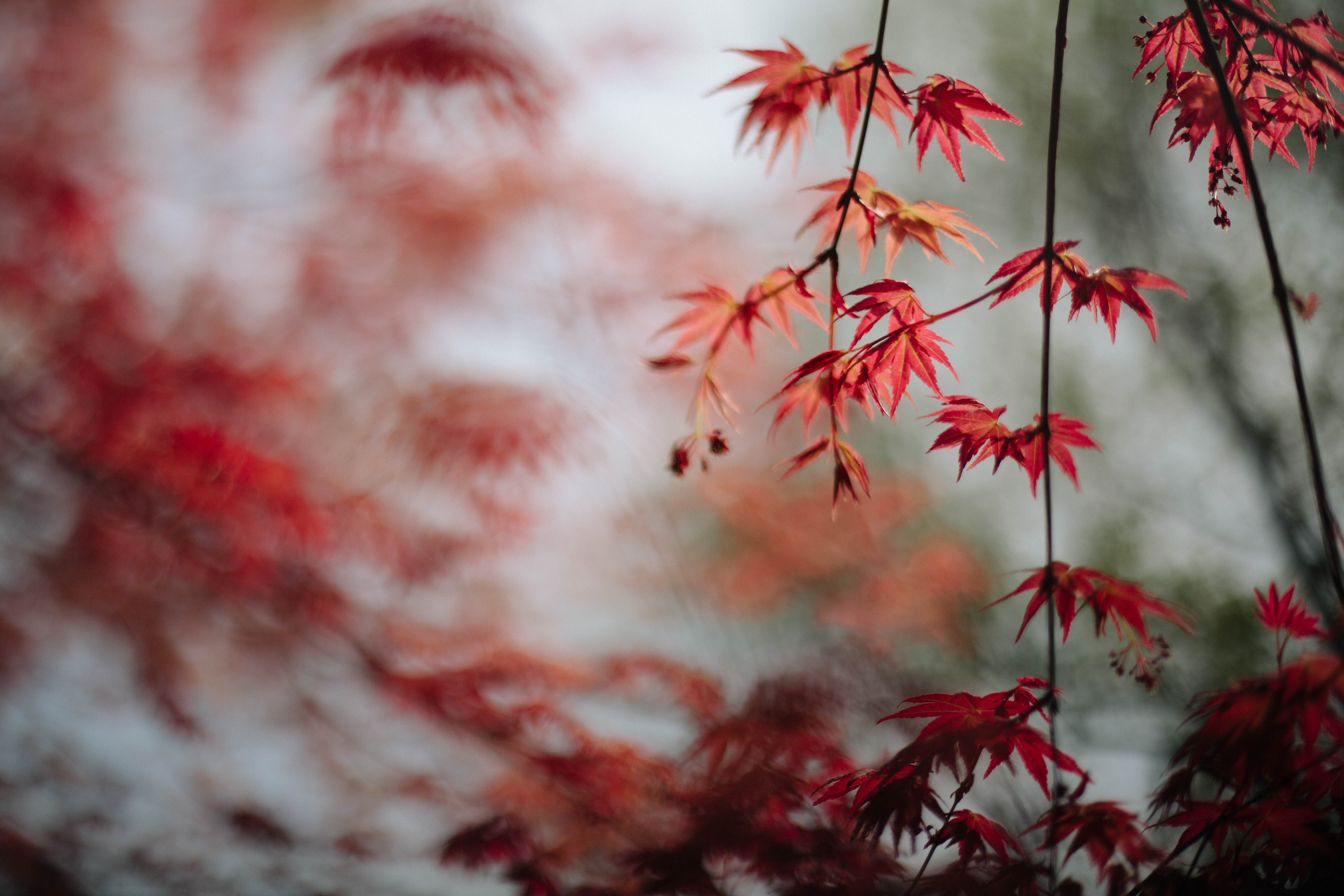 maple, leaves, red, macro, branches 2160p