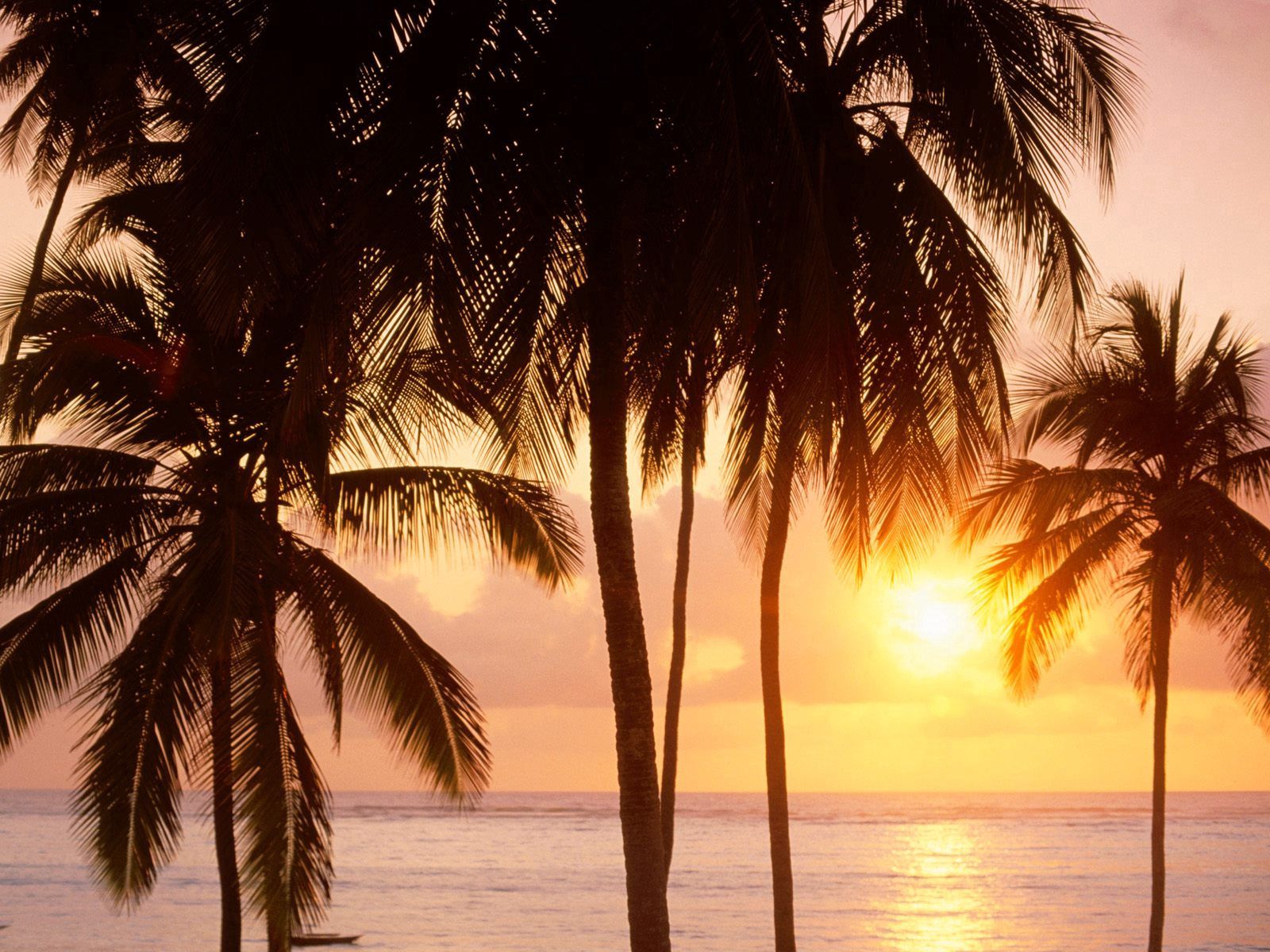 52127 Hintergrundbild herunterladen strand, natur, sea, sun, palms - Bildschirmschoner und Bilder kostenlos
