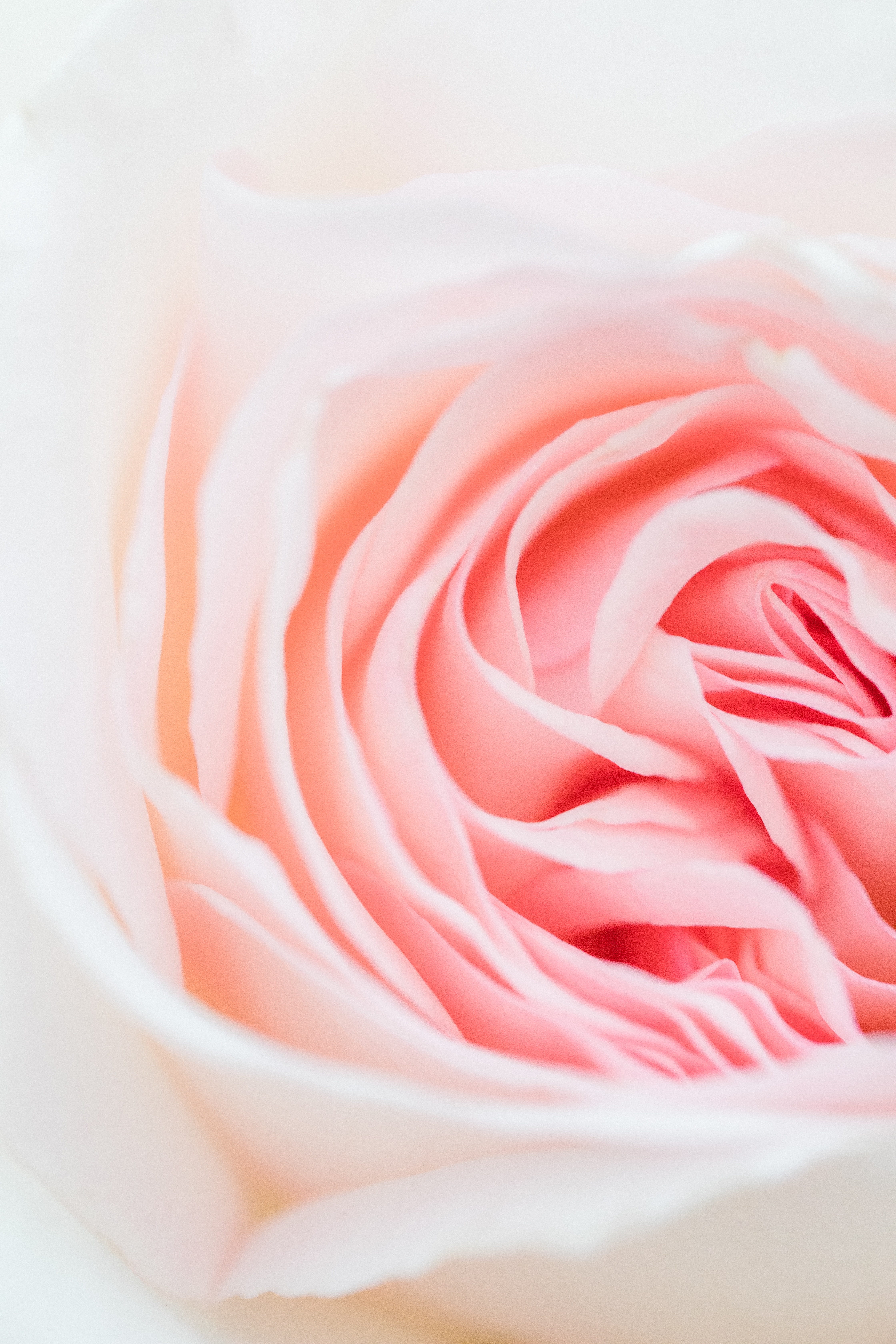 Handy-Wallpaper Rose, Rosa, Blume, Makro, Blütenblätter, Nahaufnahme, Nahansicht kostenlos herunterladen.