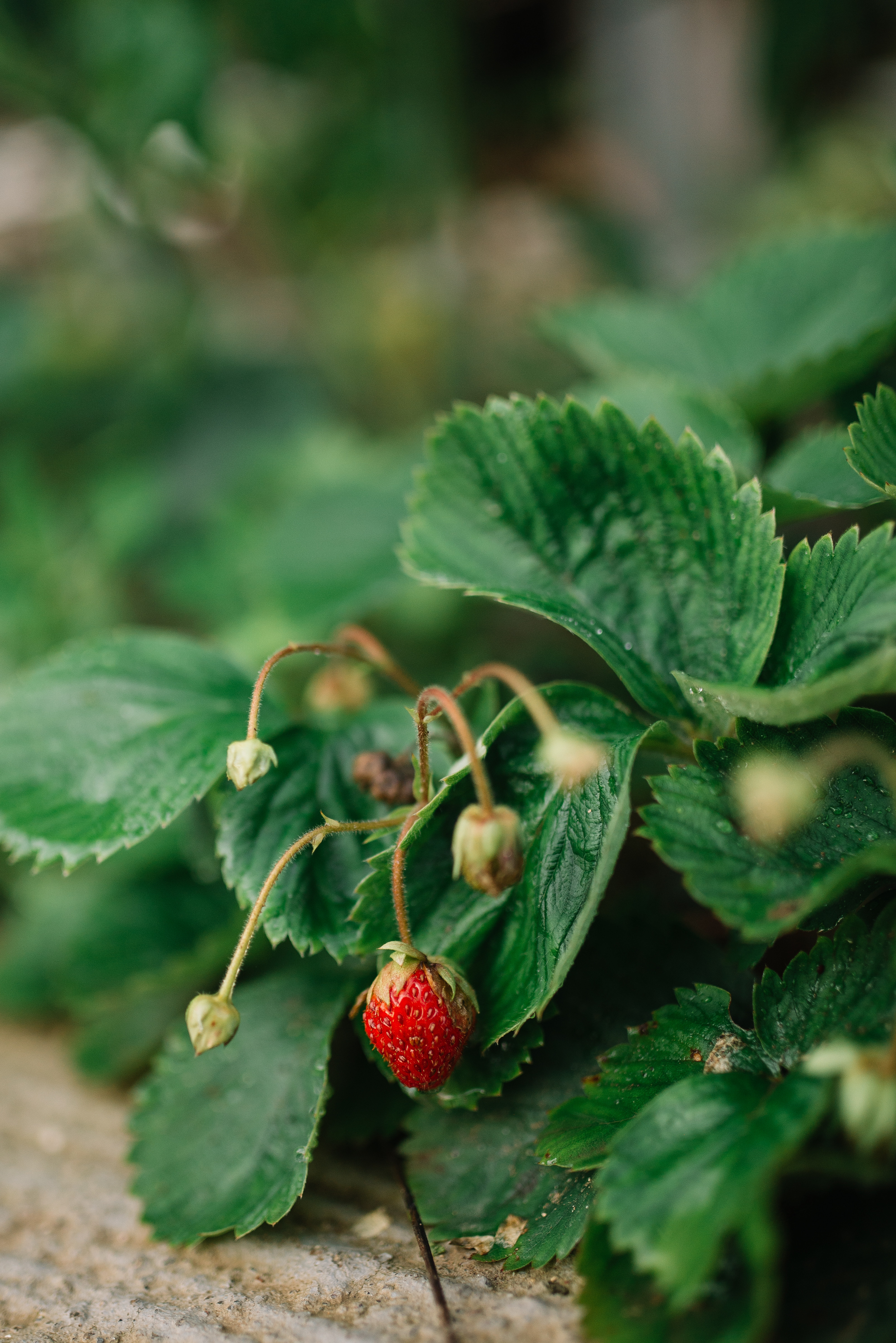 Laden Sie das Lebensmittel, Erdbeere, Grass, Blätter, Makro, Beere, Wilde Erdbeeren-Bild kostenlos auf Ihren PC-Desktop herunter