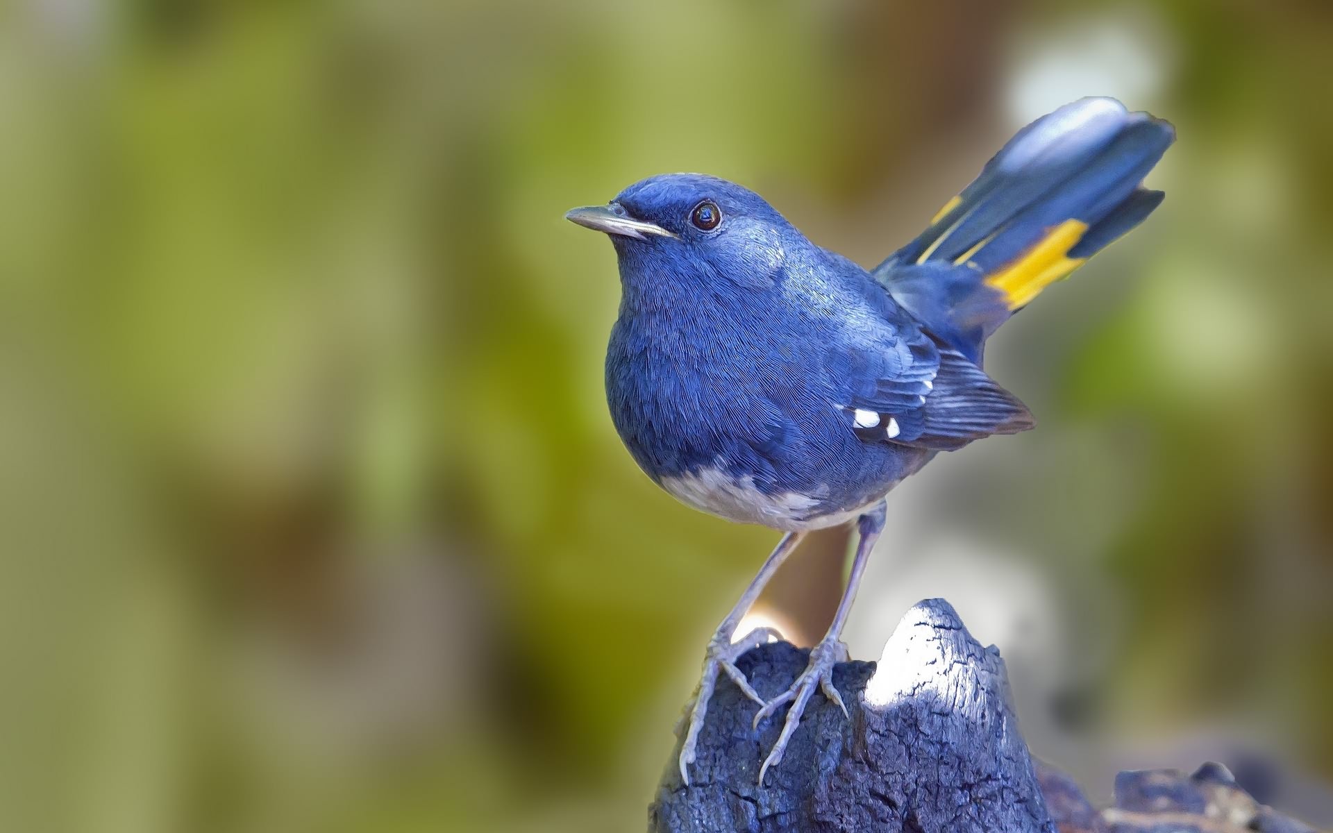 Bluebird картинки