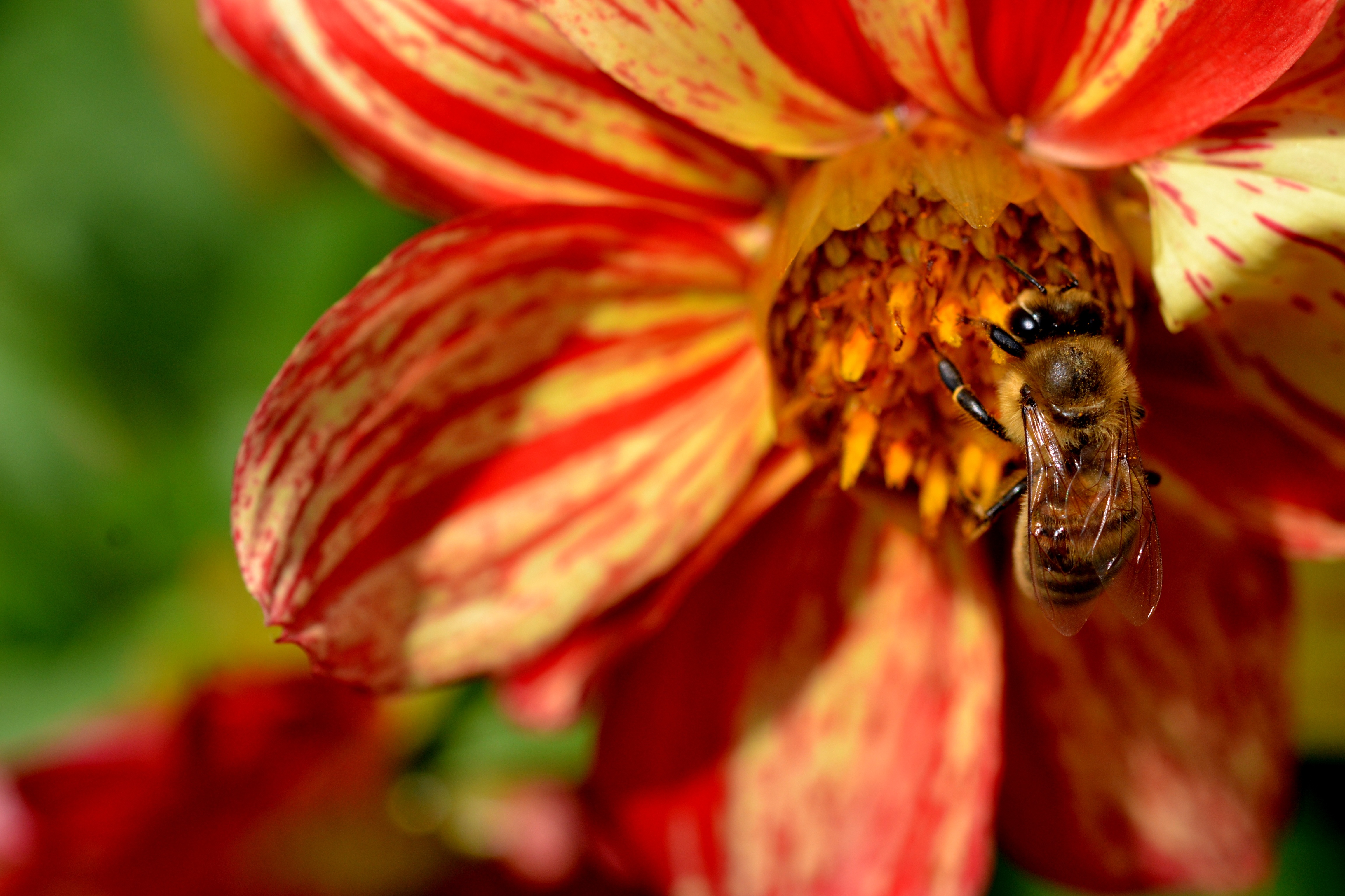 Laden Sie das Blume, Makro, Biene, Bestäubung-Bild kostenlos auf Ihren PC-Desktop herunter