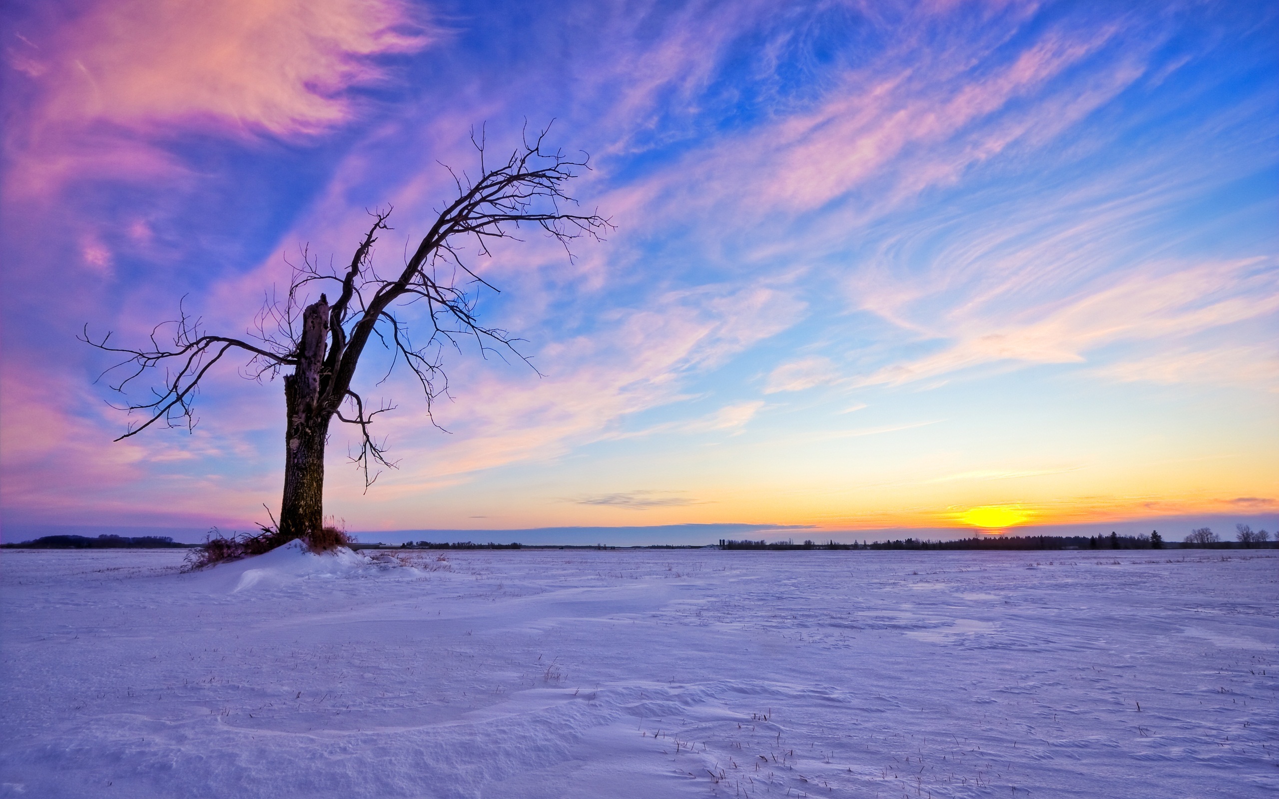 landscape, winter, trees, sunset, blue cellphone