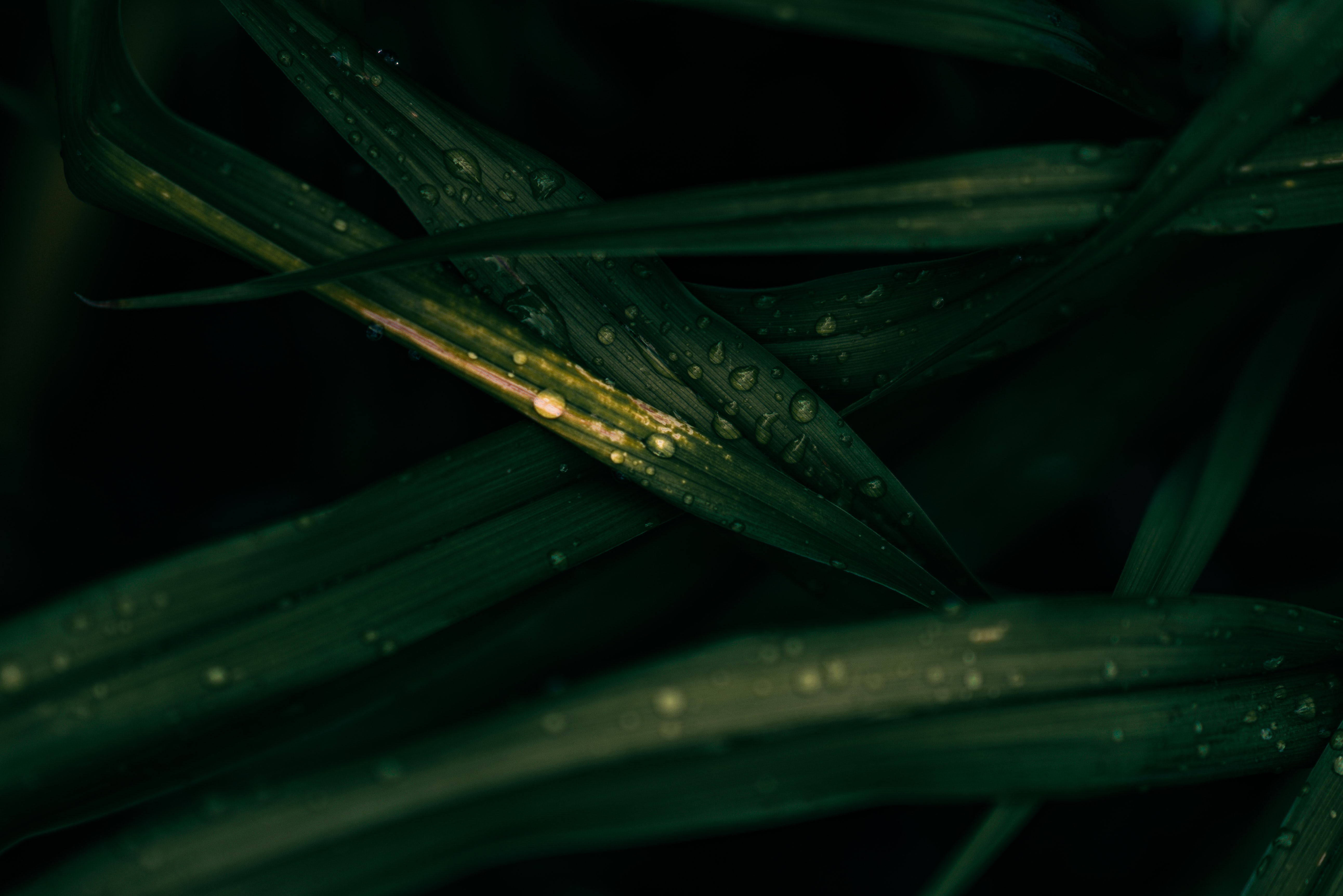 drops, leaves, macro, wet