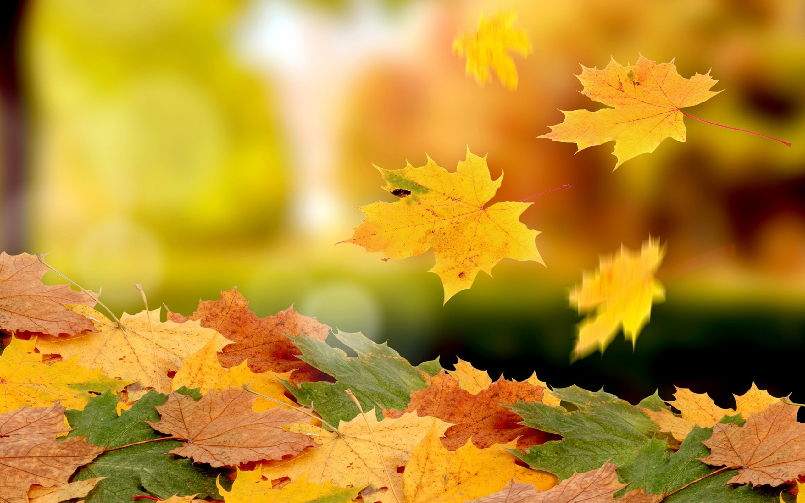 33877 скачать обои осень, желтые, фон, листья - заставки и картинки бесплатно