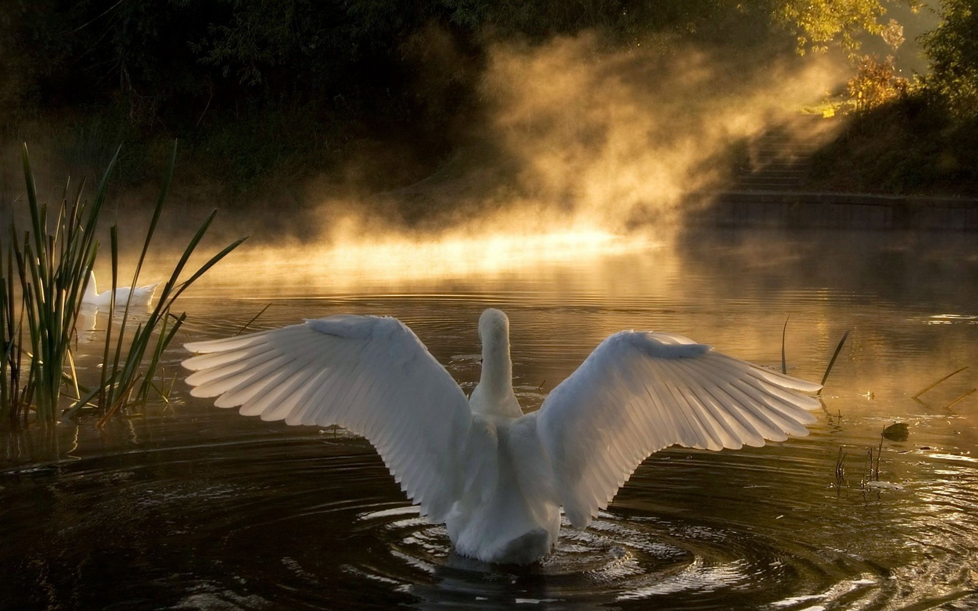 swan, animal HD wallpaper