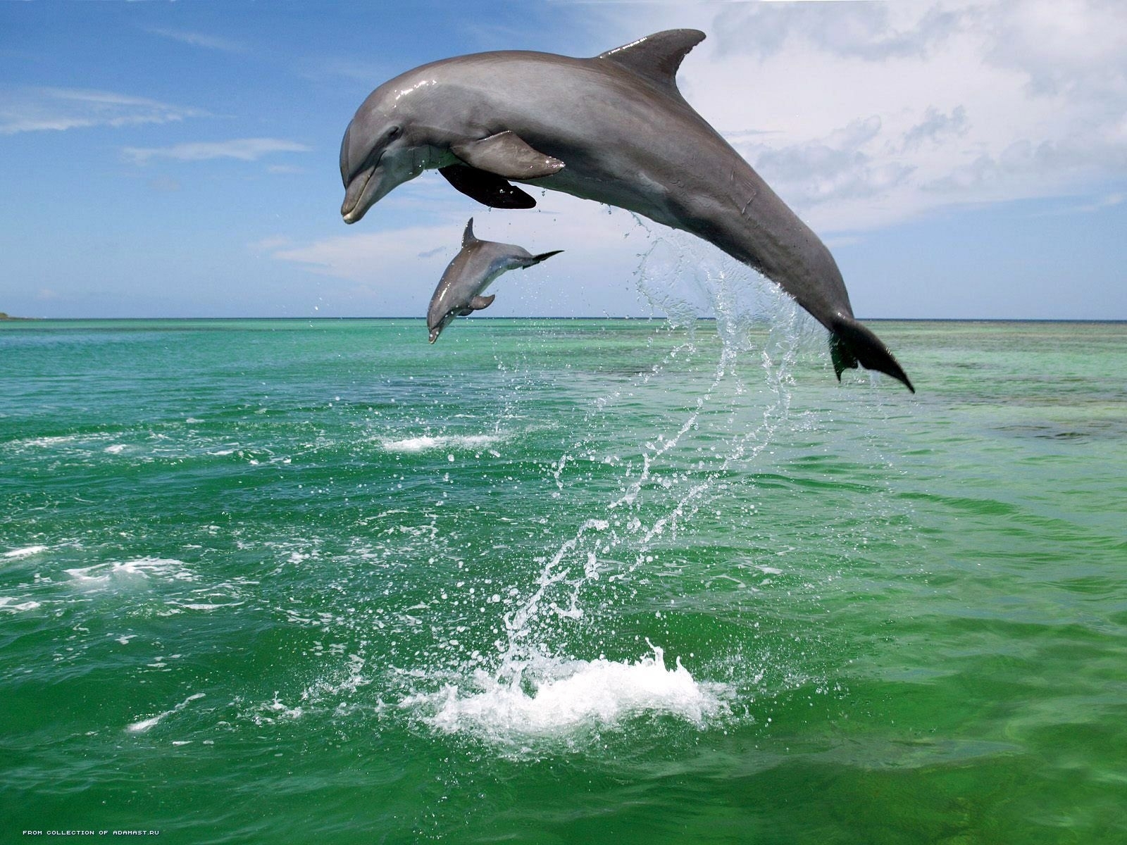 sea, dolfins, animals, water 4K Ultra