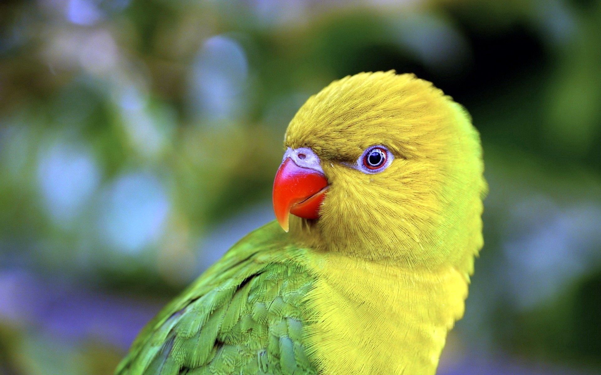 76510 baixar papel de parede papagaios, animais, pássaro, bico, cor - protetores de tela e imagens gratuitamente