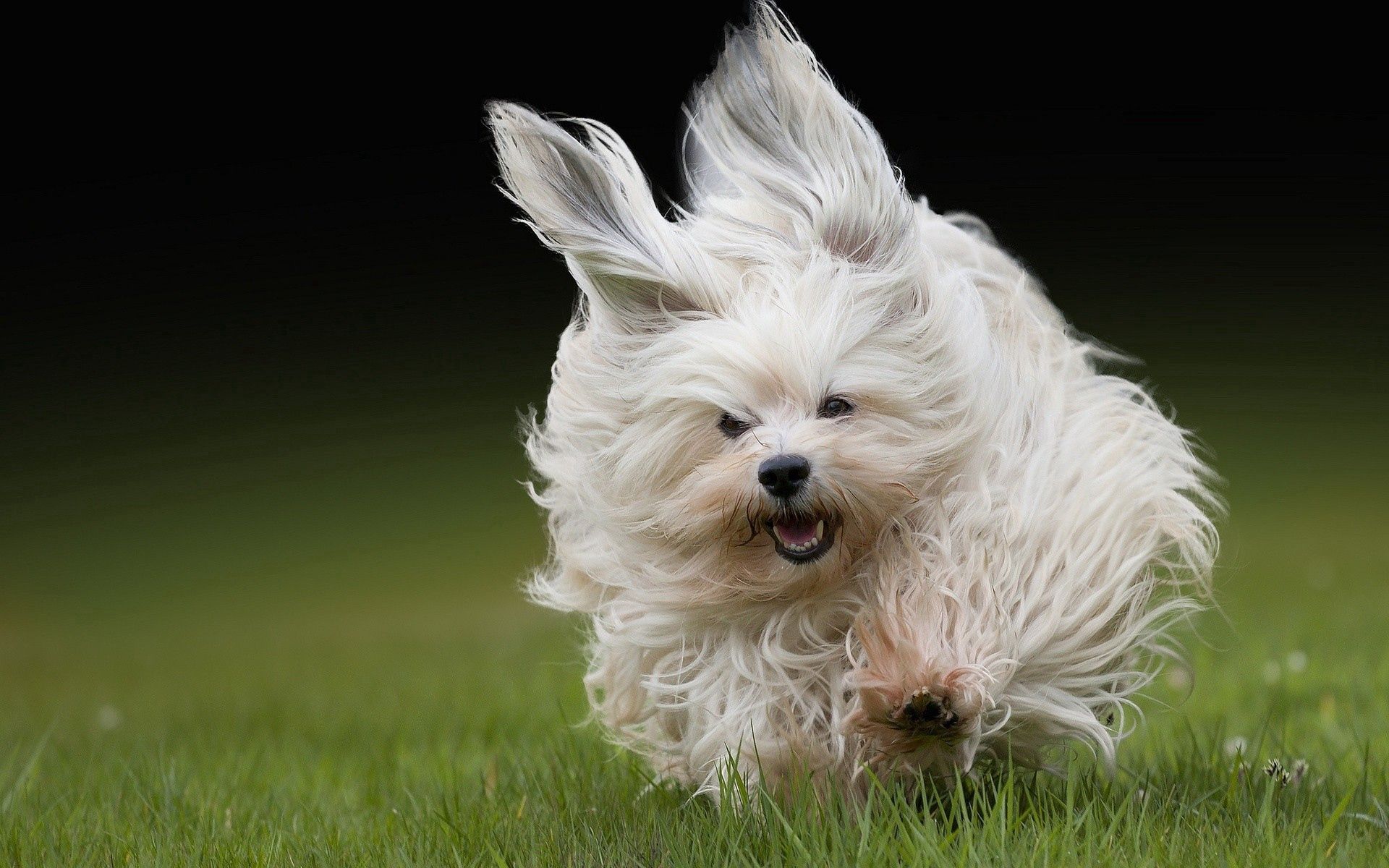 Laden Sie das Tiere, Grass, Flauschige, Hund, Weglaufen, Ausführen-Bild kostenlos auf Ihren PC-Desktop herunter