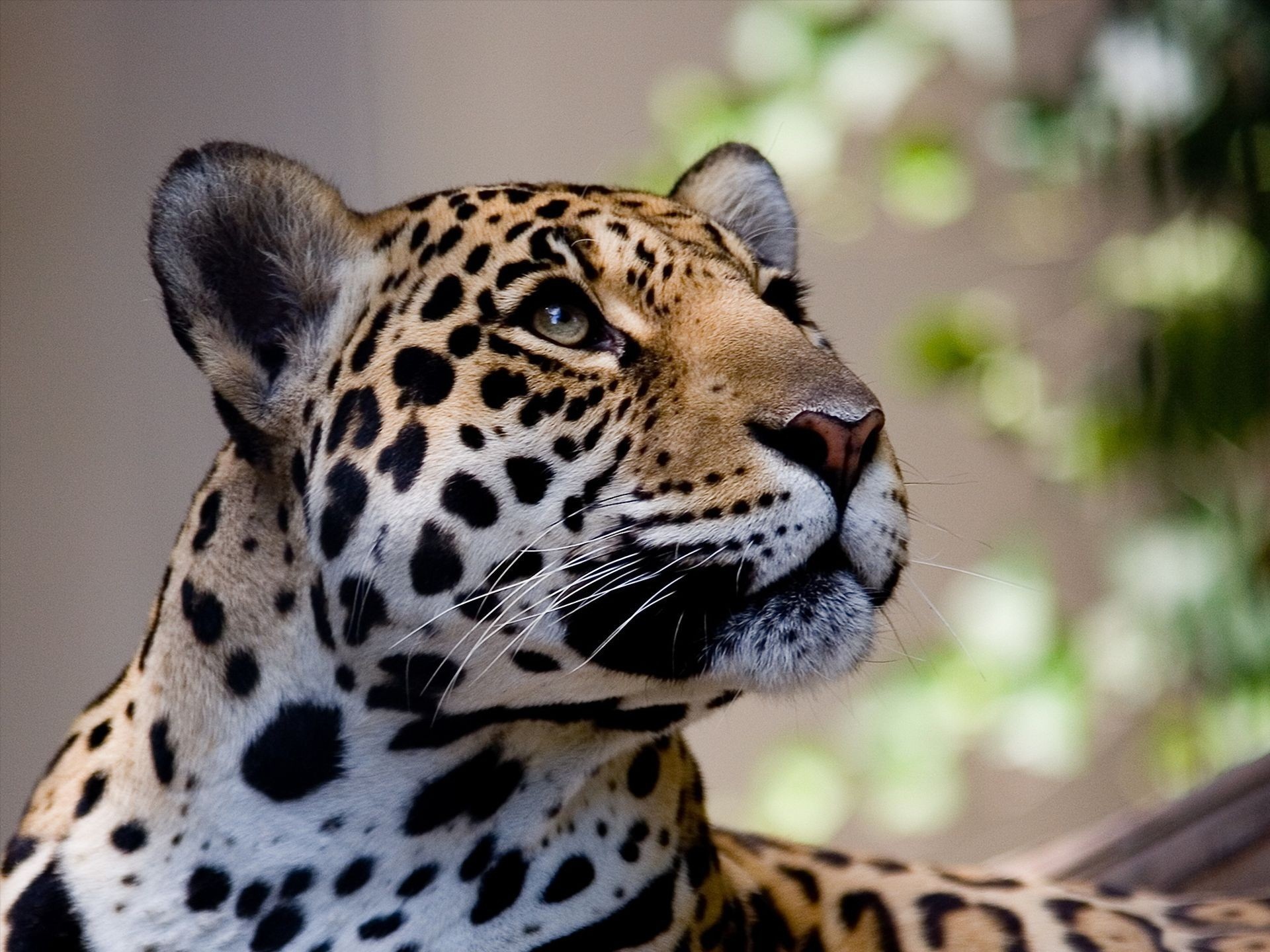 Free HD animal, jaguar, cats