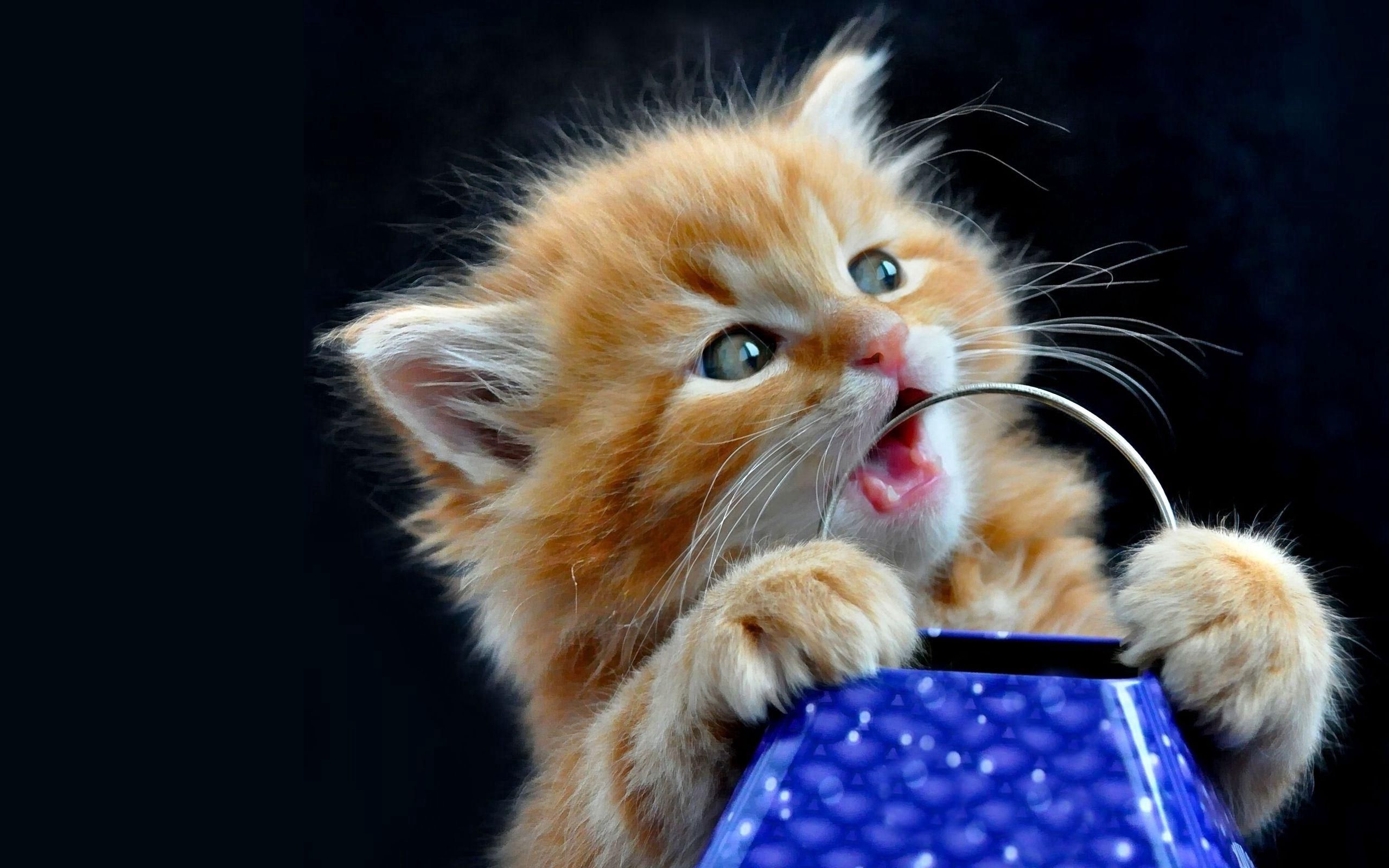 Kitten animals, kitty, tablewares, fluffy 4k Wallpaper