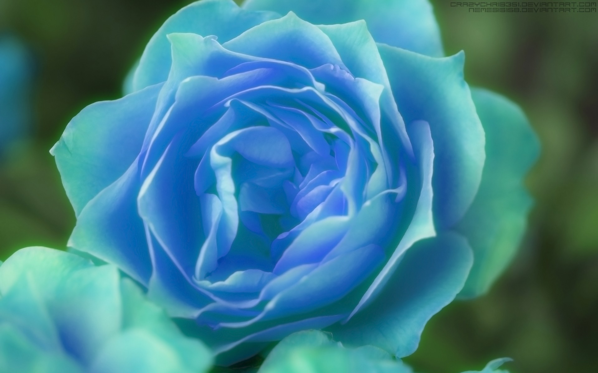 rose, blue rose, blue flower, artistic Full HD