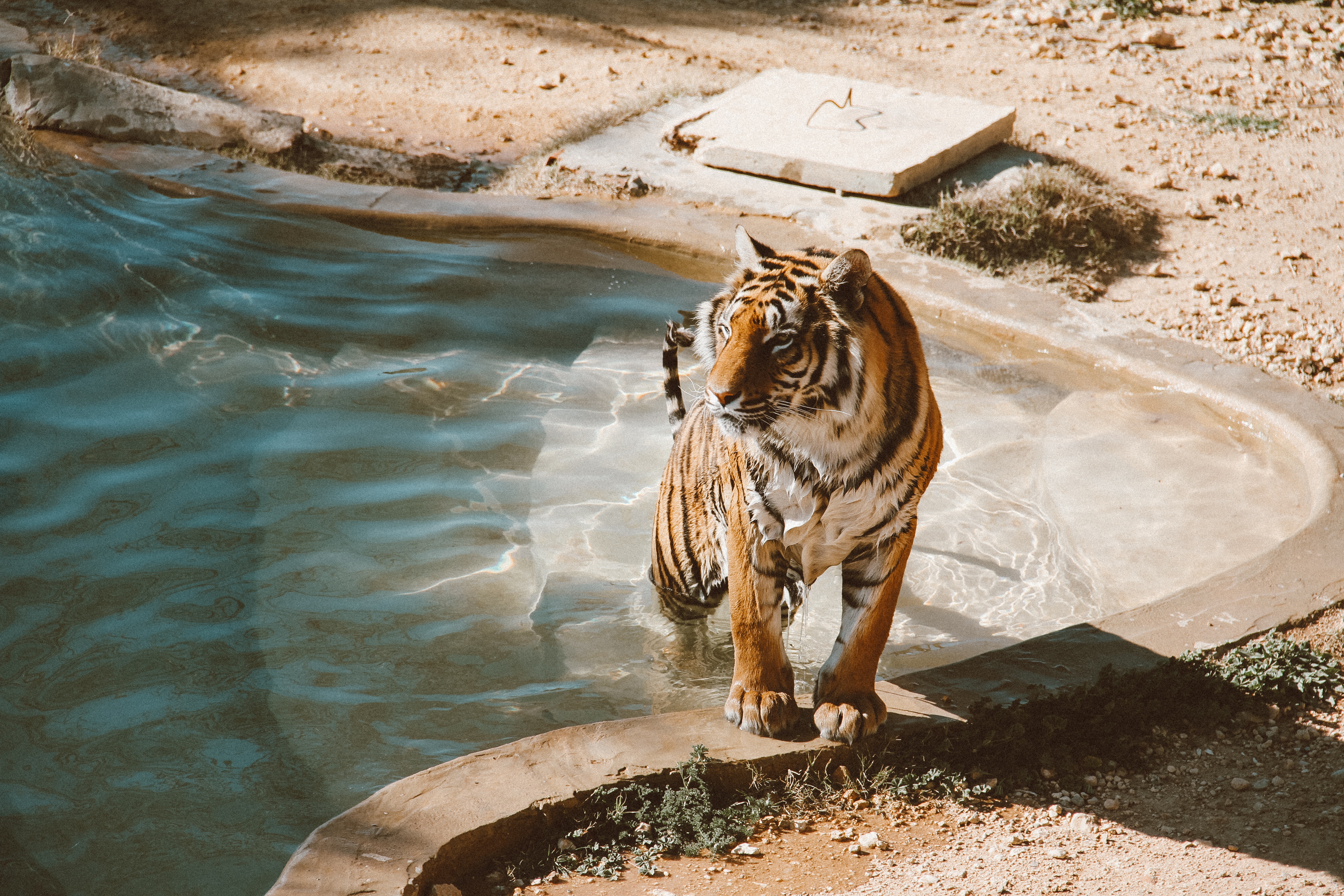 Mobile wallpaper tiger, animals, predator, big cat, pool