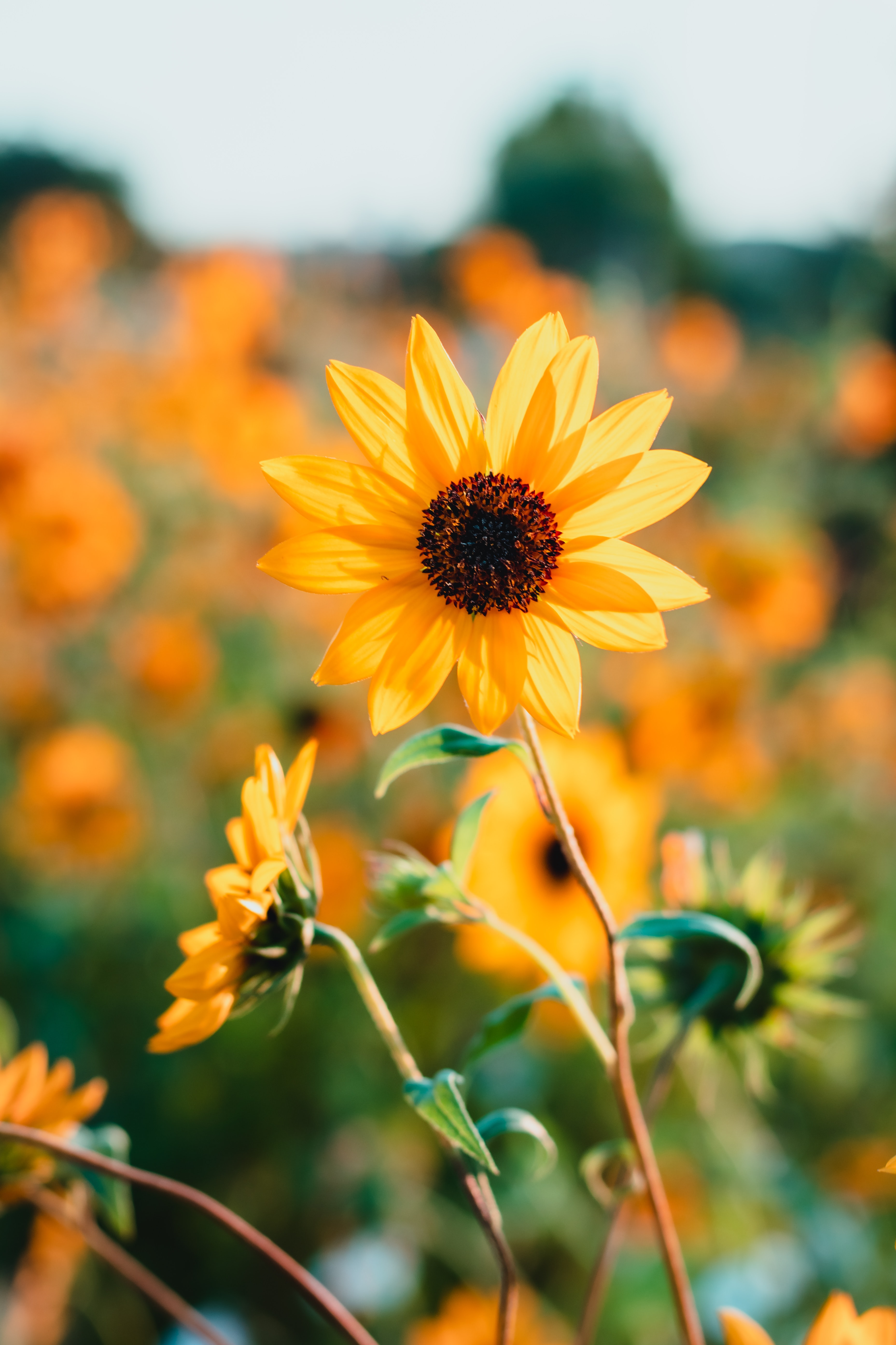 142002 Hintergrundbilder und Sonnenblume Bilder auf dem Desktop. Laden Sie gelb, blütenblätter, blumen Bildschirmschoner kostenlos auf den PC herunter