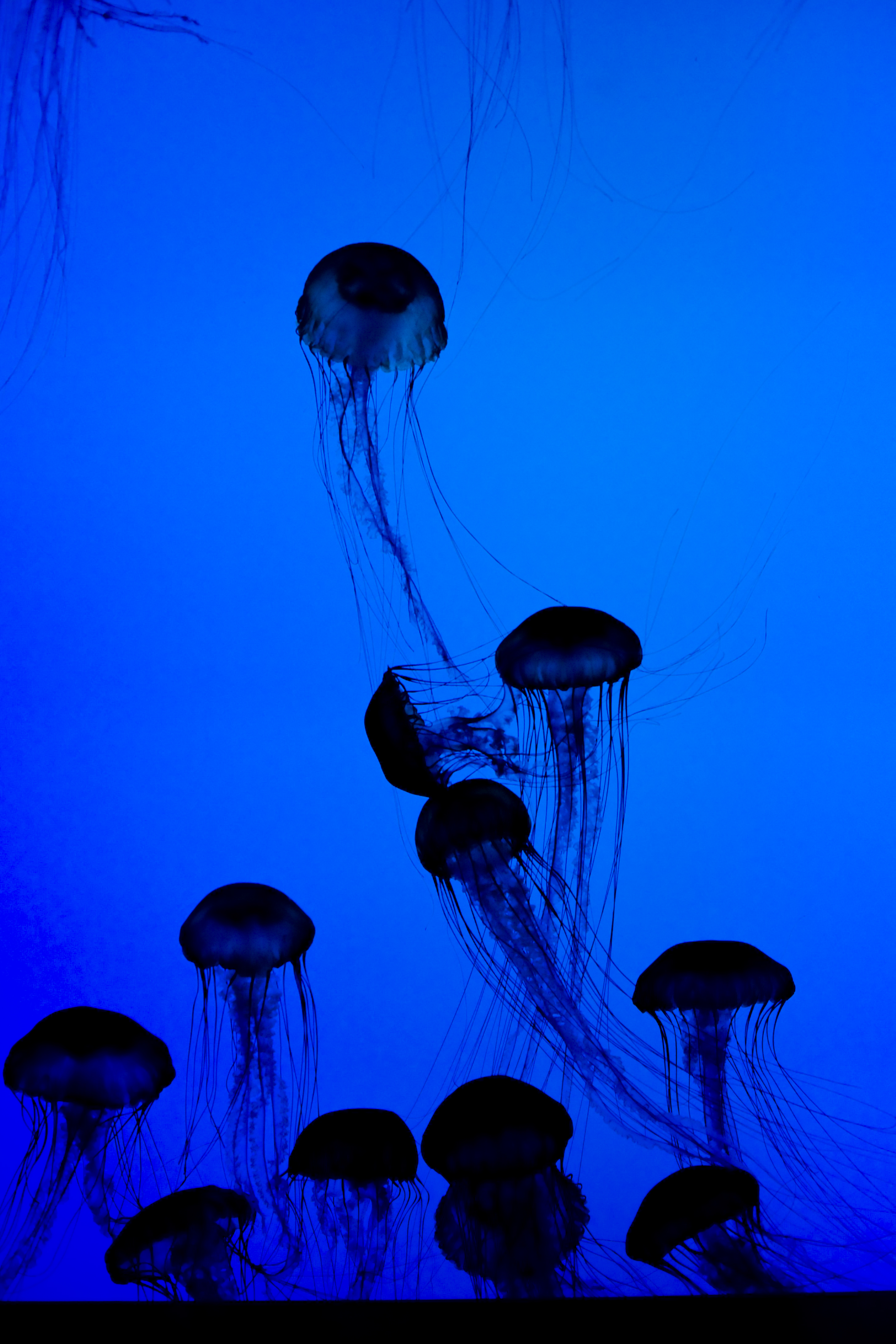 Handy-Wallpaper Tiere, Jellyfish, Dunkel, Unterwasserwelt, Tentakel, Tentakeln kostenlos herunterladen.