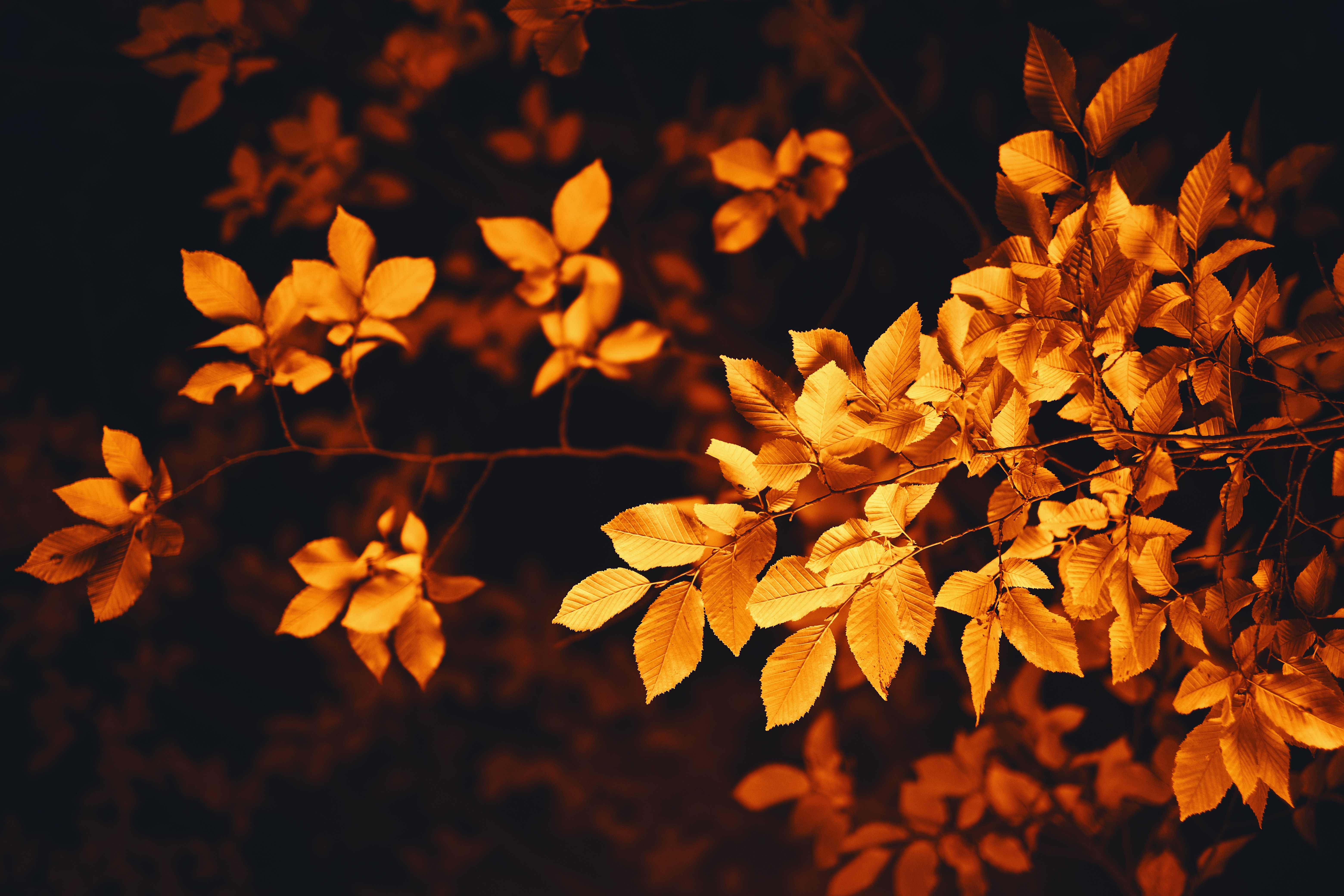 smooth, blur, leaves, autumn, nature, branch, foliage phone wallpaper