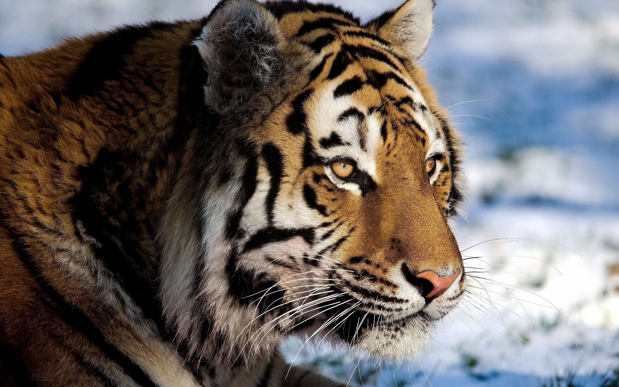 154334 descargar fondo de pantalla nieve, animales, depredador, gato grande, tigre, mirar: protectores de pantalla e imágenes gratis