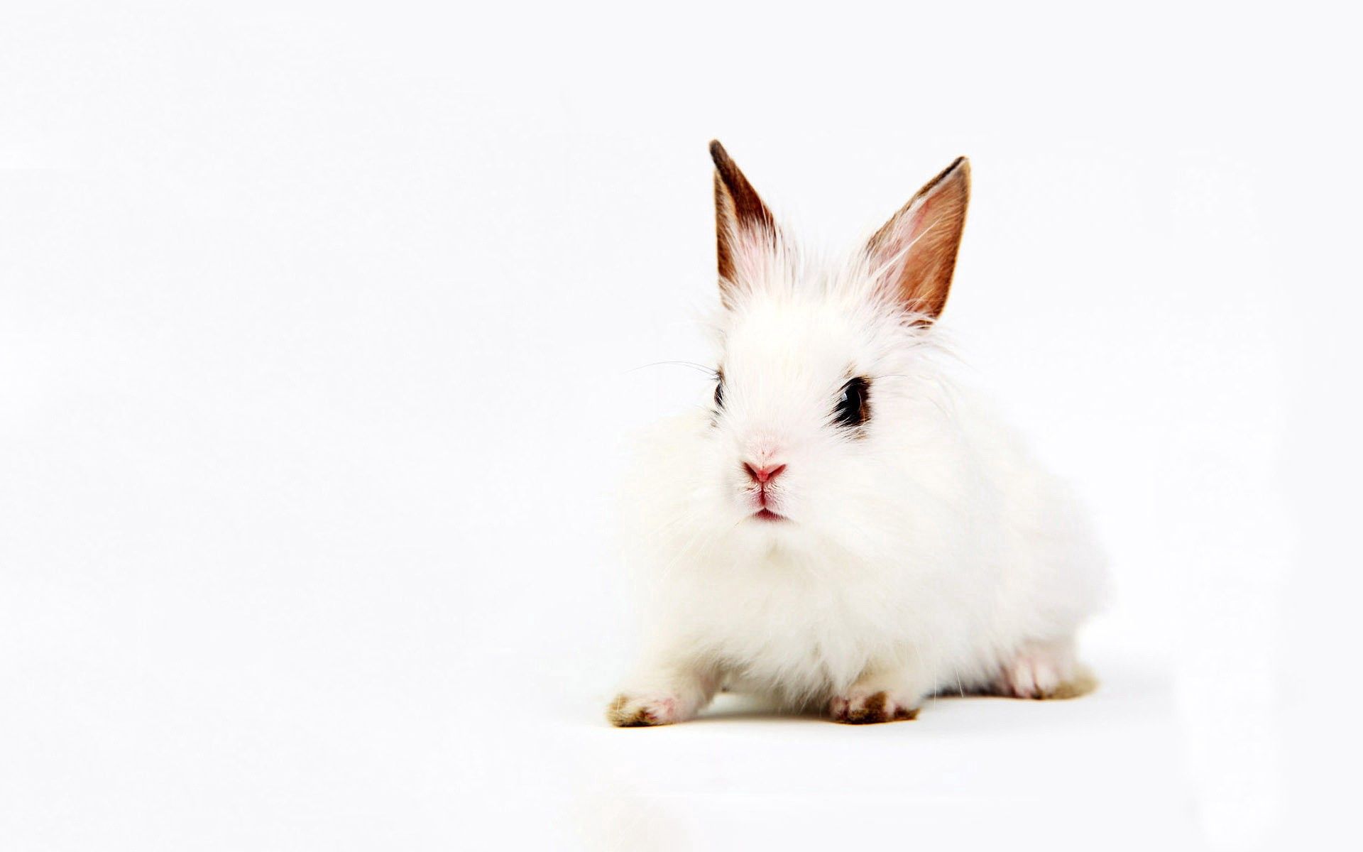 144138 скачать обои кролик, животные, фон, сидеть, белый - заставки и картинки бесплатно