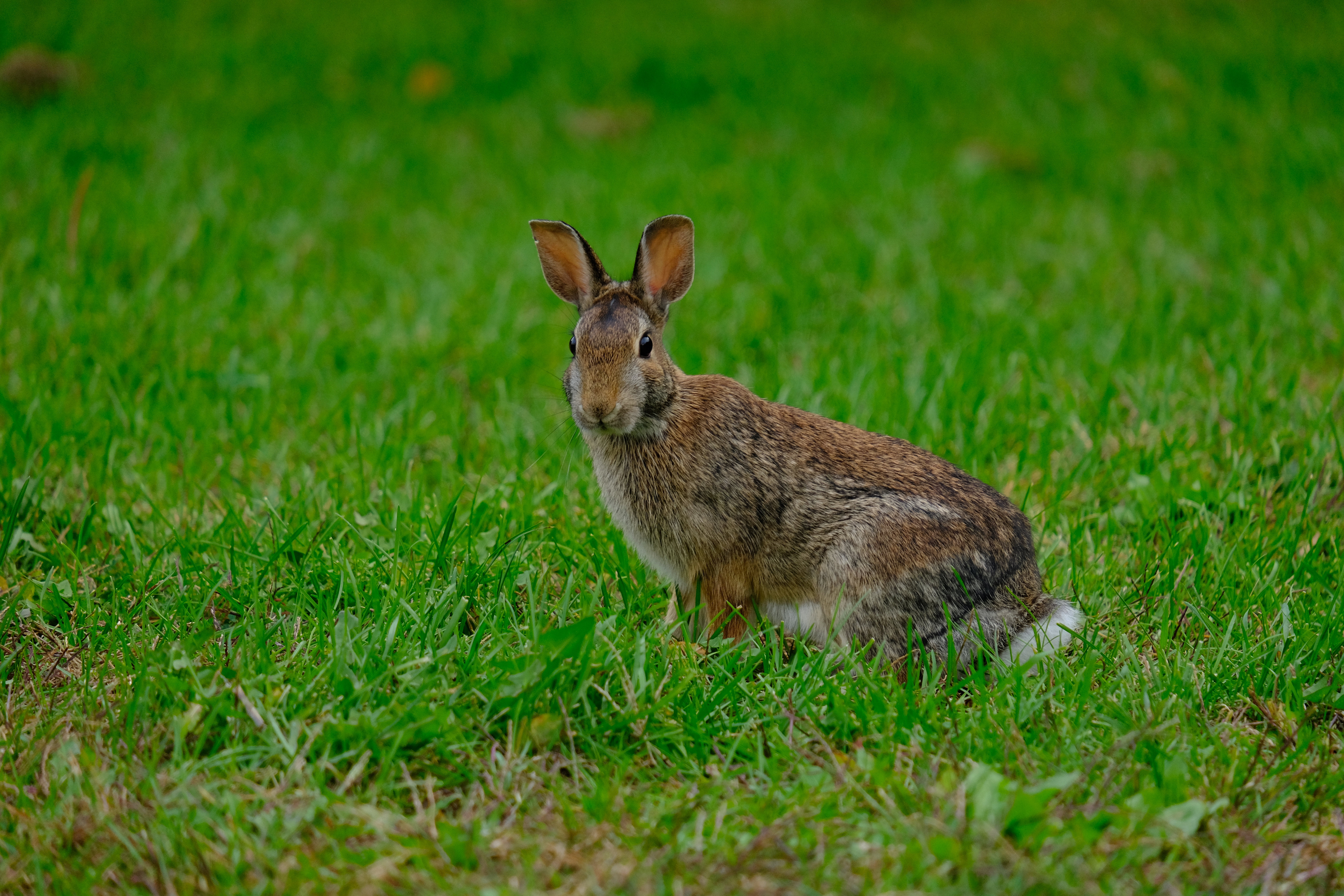 126122 Screensavers and Wallpapers Rabbit for phone. Download animals, grass, animal, rabbit, hare pictures for free