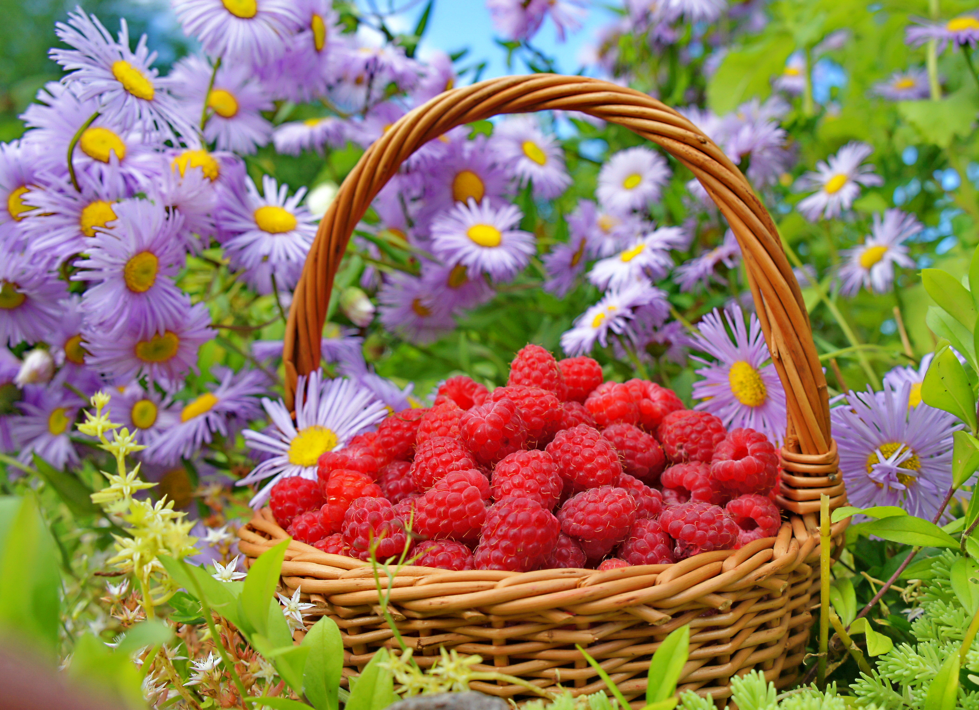 flowers, raspberry, basket, food Full HD