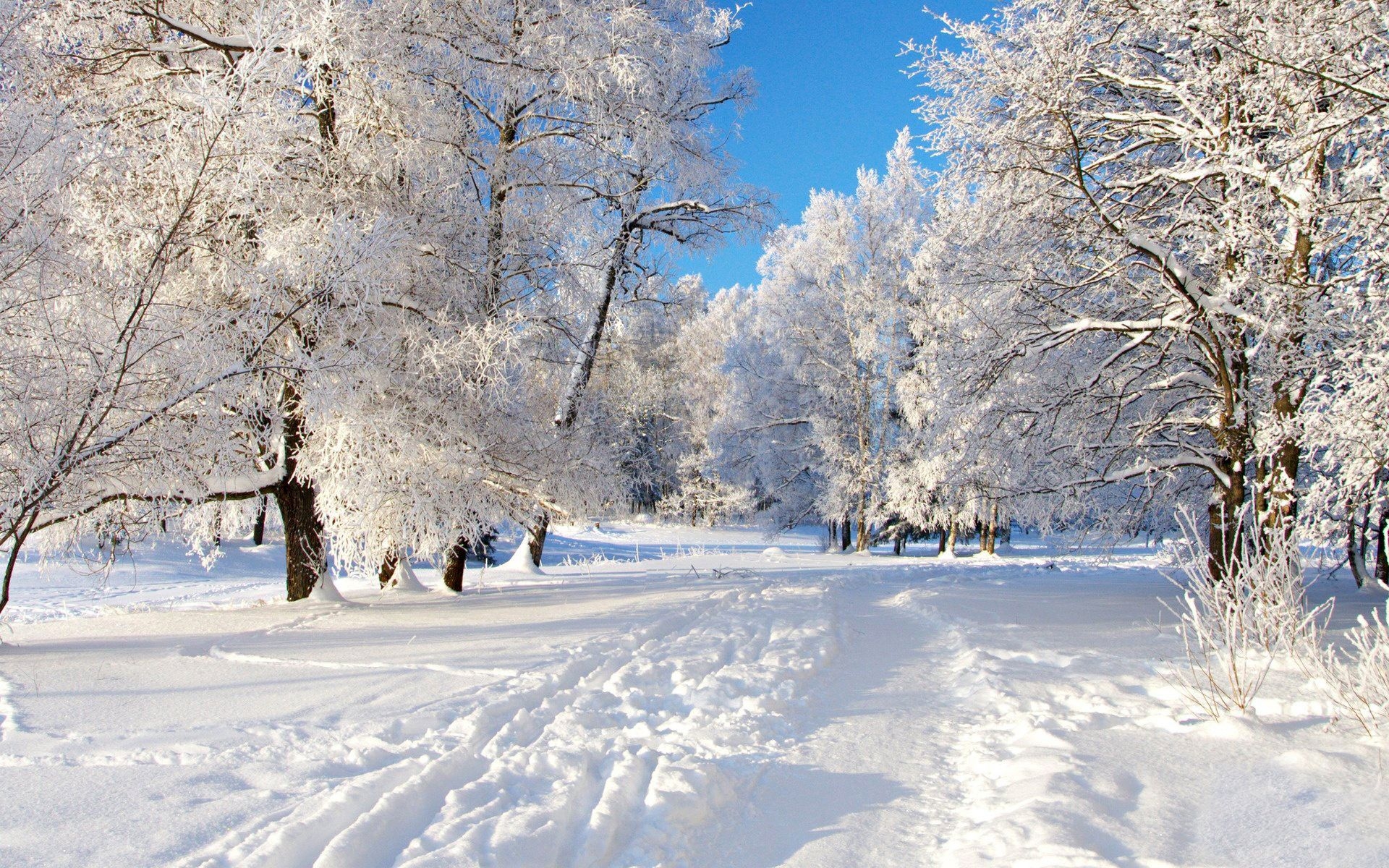 37117 Обои и Зима картинки на рабочий стол. Скачать серые, деревья, пейзаж заставки на ПК бесплатно