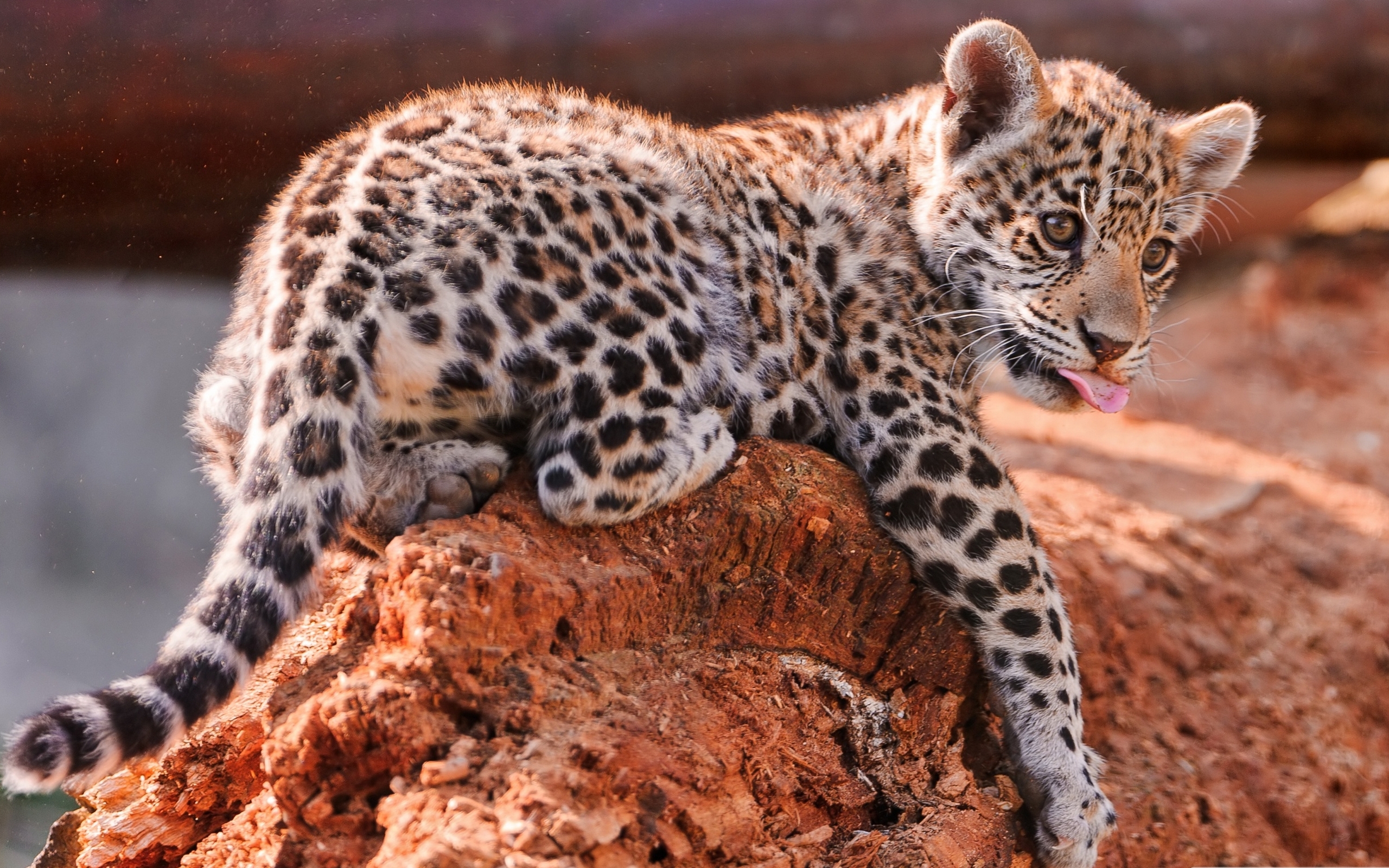 Домашний леопард сканворд 5 букв. Дальневосточный леопард (Амурский леопард). Цейлонский леопард. Пятнистый леопард.
