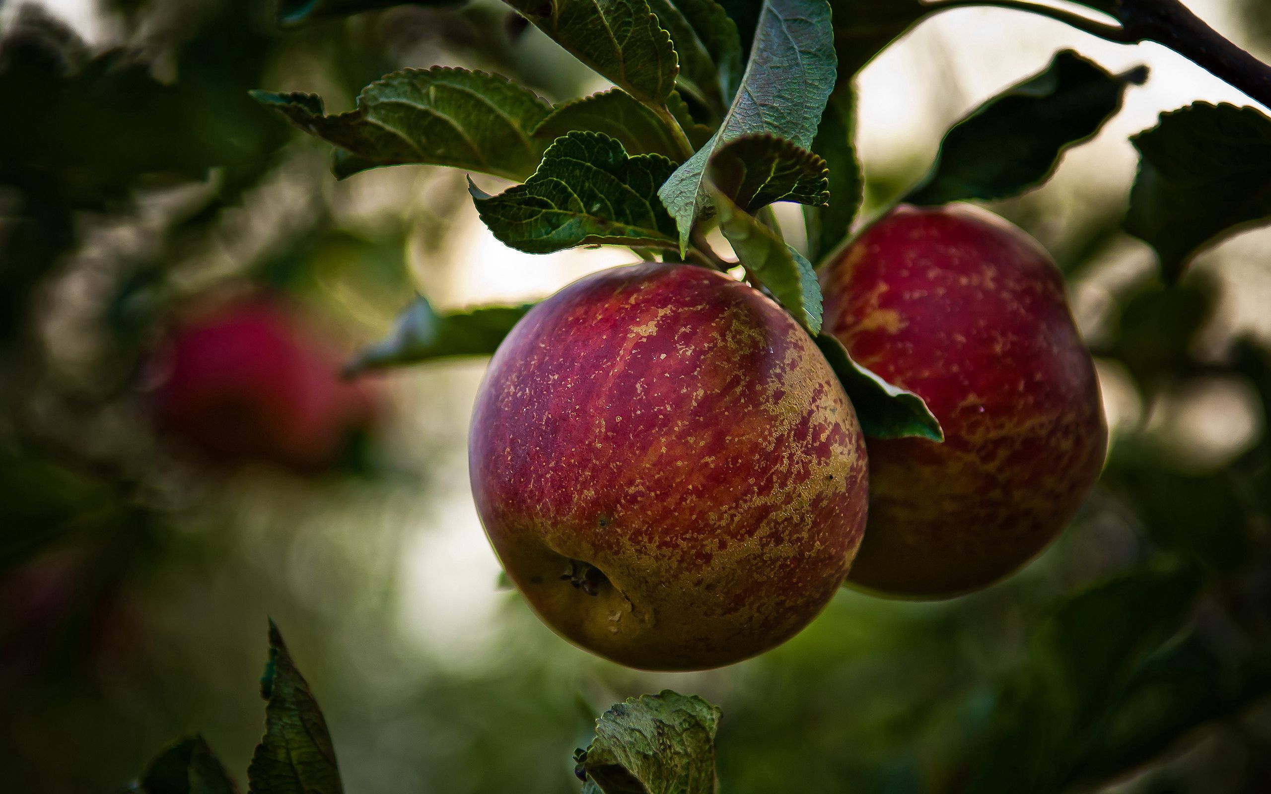 leaves, apples, food, branch wallpapers for tablet