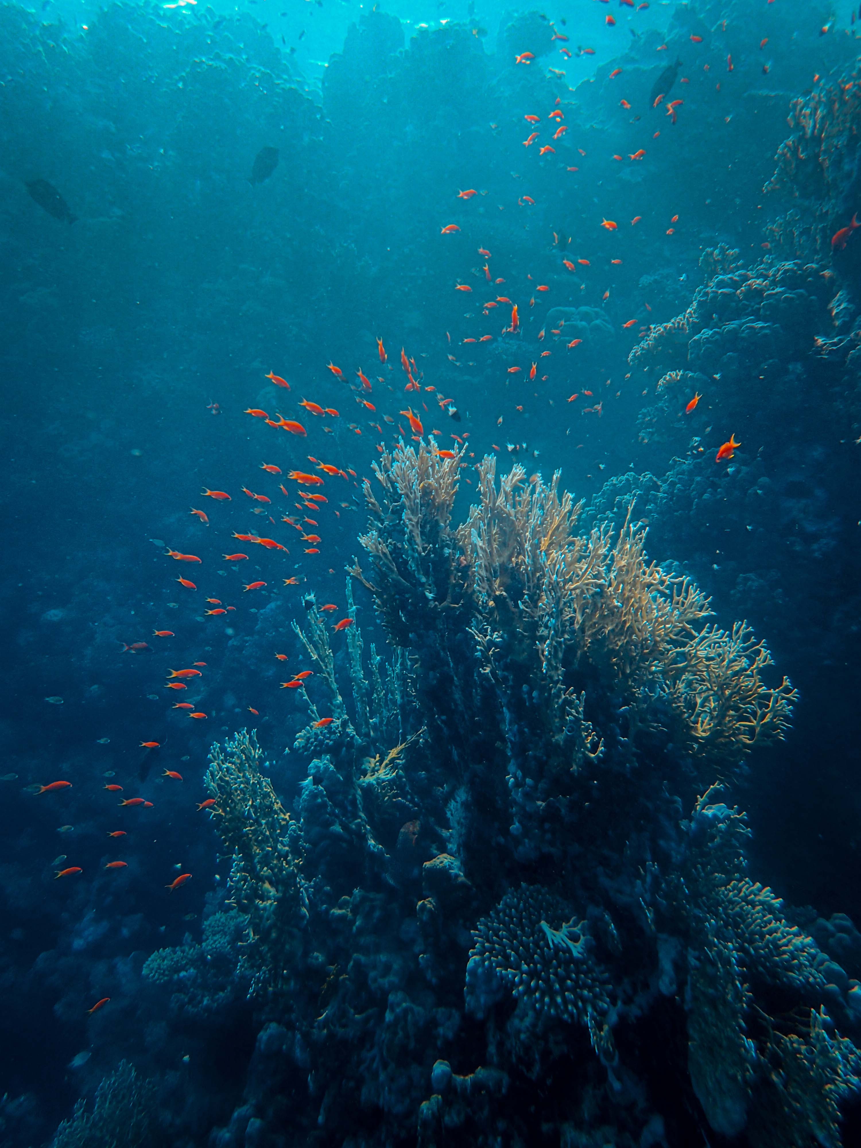sea, underwater, coral, fish, depth, under water, animals 8K
