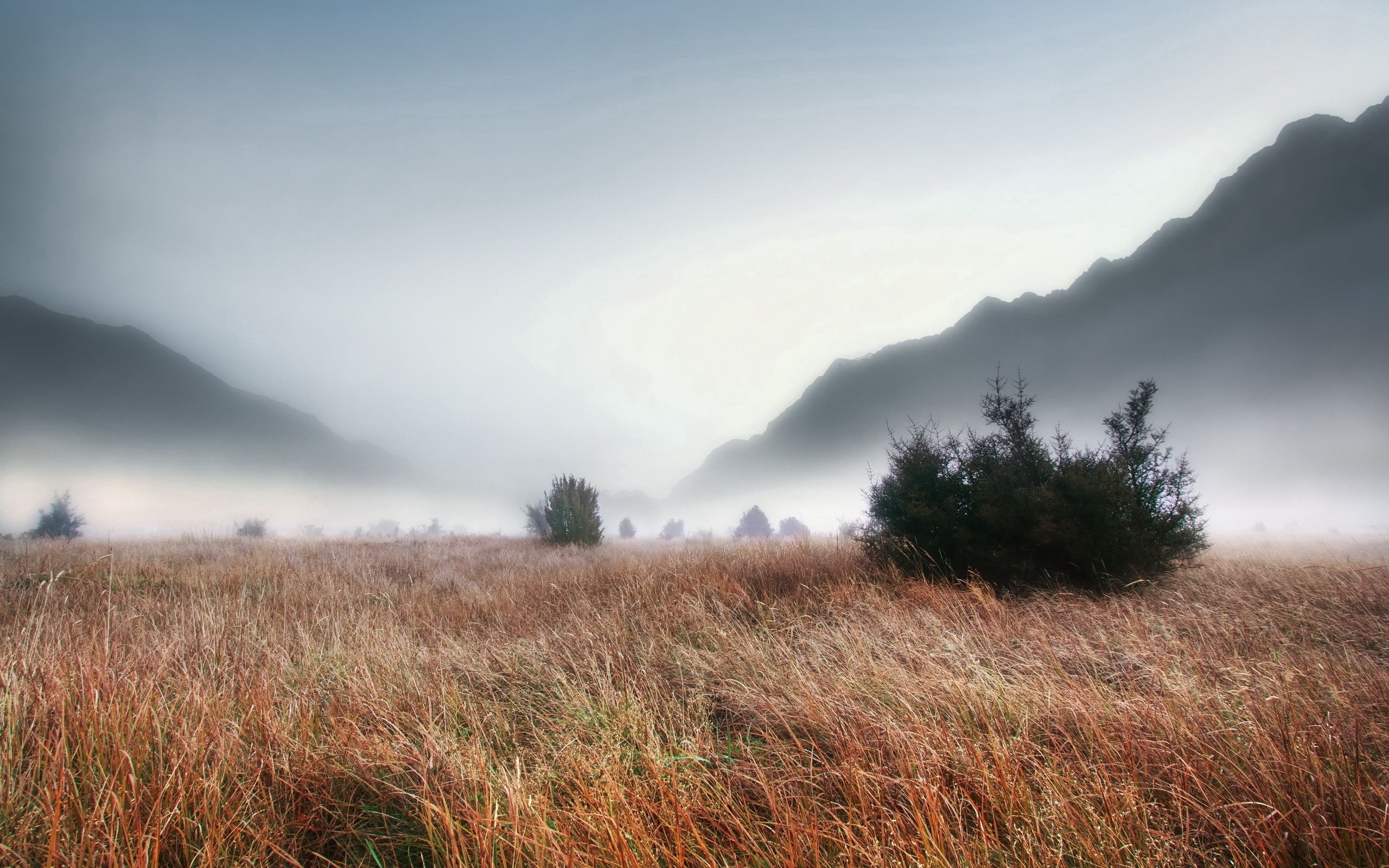 fog, gloomy, thick, mountains, it's a sly, creepy, haze, grass, ate, nature, withered, autumn