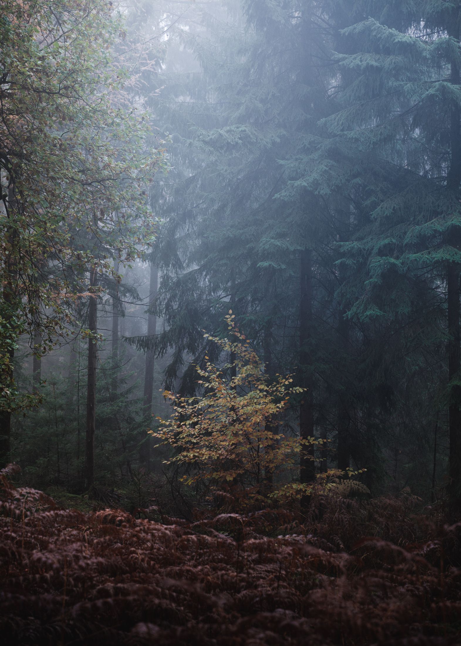 Download mobile wallpaper: Fog, Gloomy, Gloomily, Trees, Forest, Leaves ...