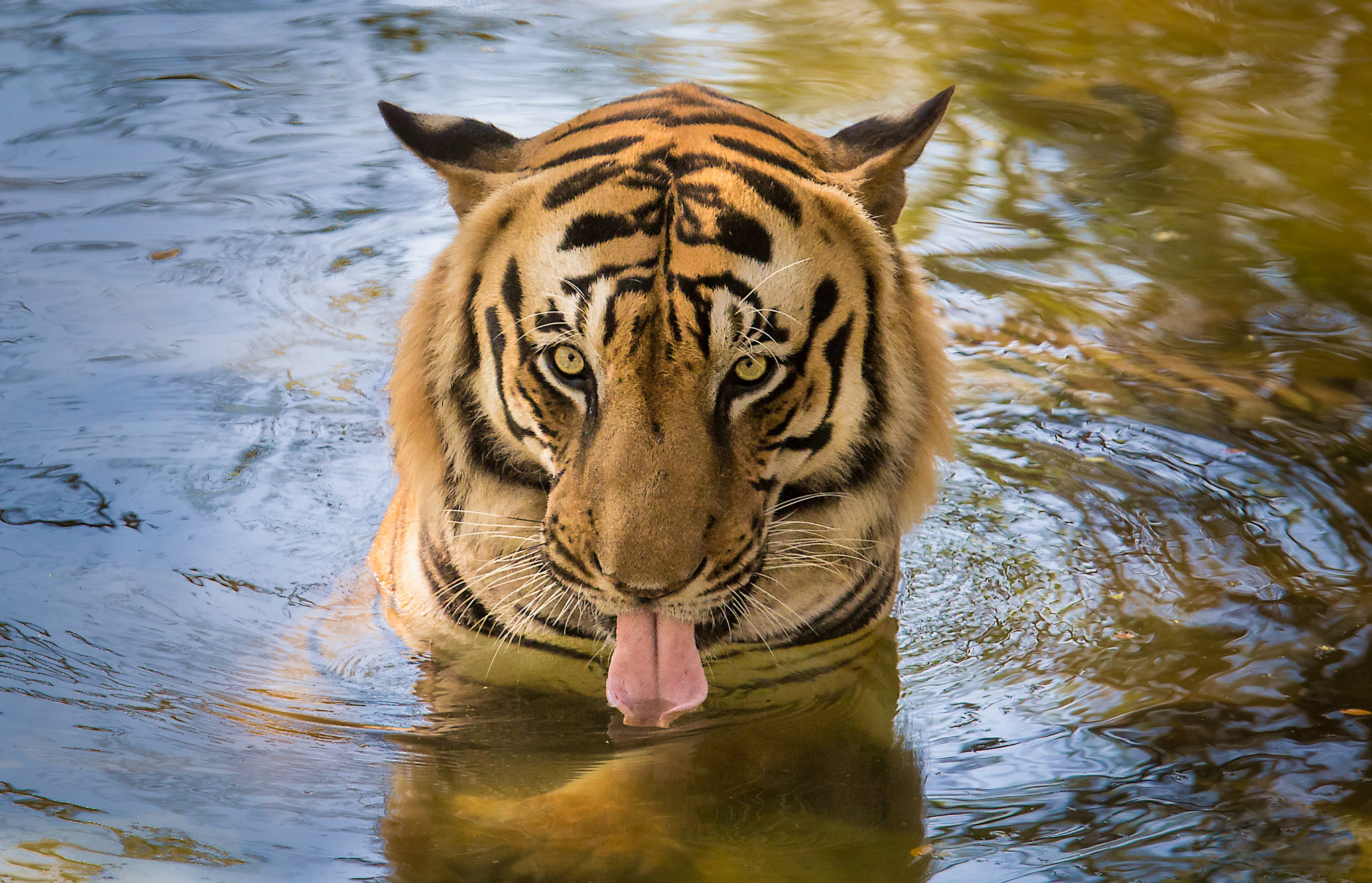 predator, animals, water, tiger, language, tongue 1080p
