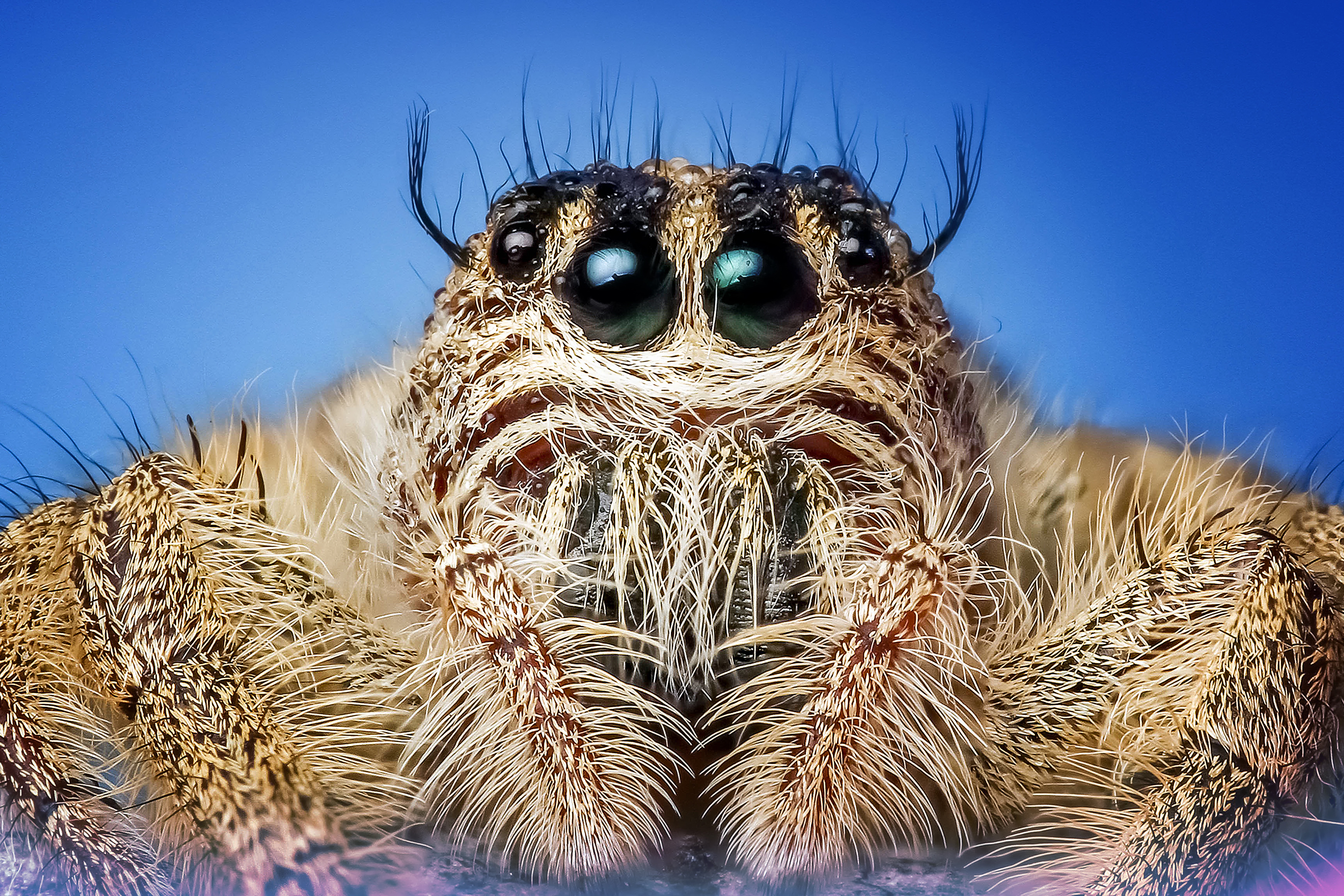 macro, eyes, insect, spider download HD wallpaper