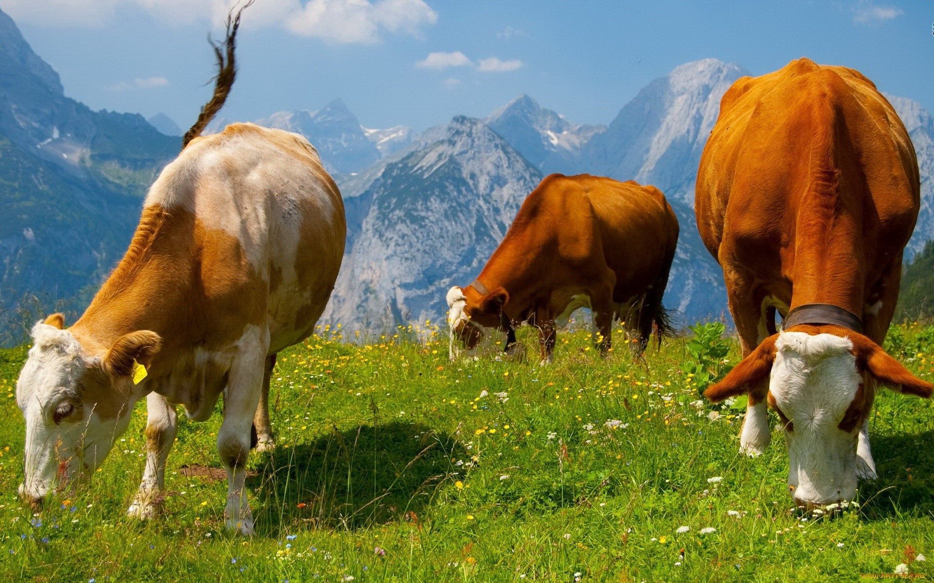 132583 Bildschirmschoner und Hintergrundbilder Kühe auf Ihrem Telefon. Laden Sie tiere, grasen, lebensmittel, grass Bilder kostenlos herunter