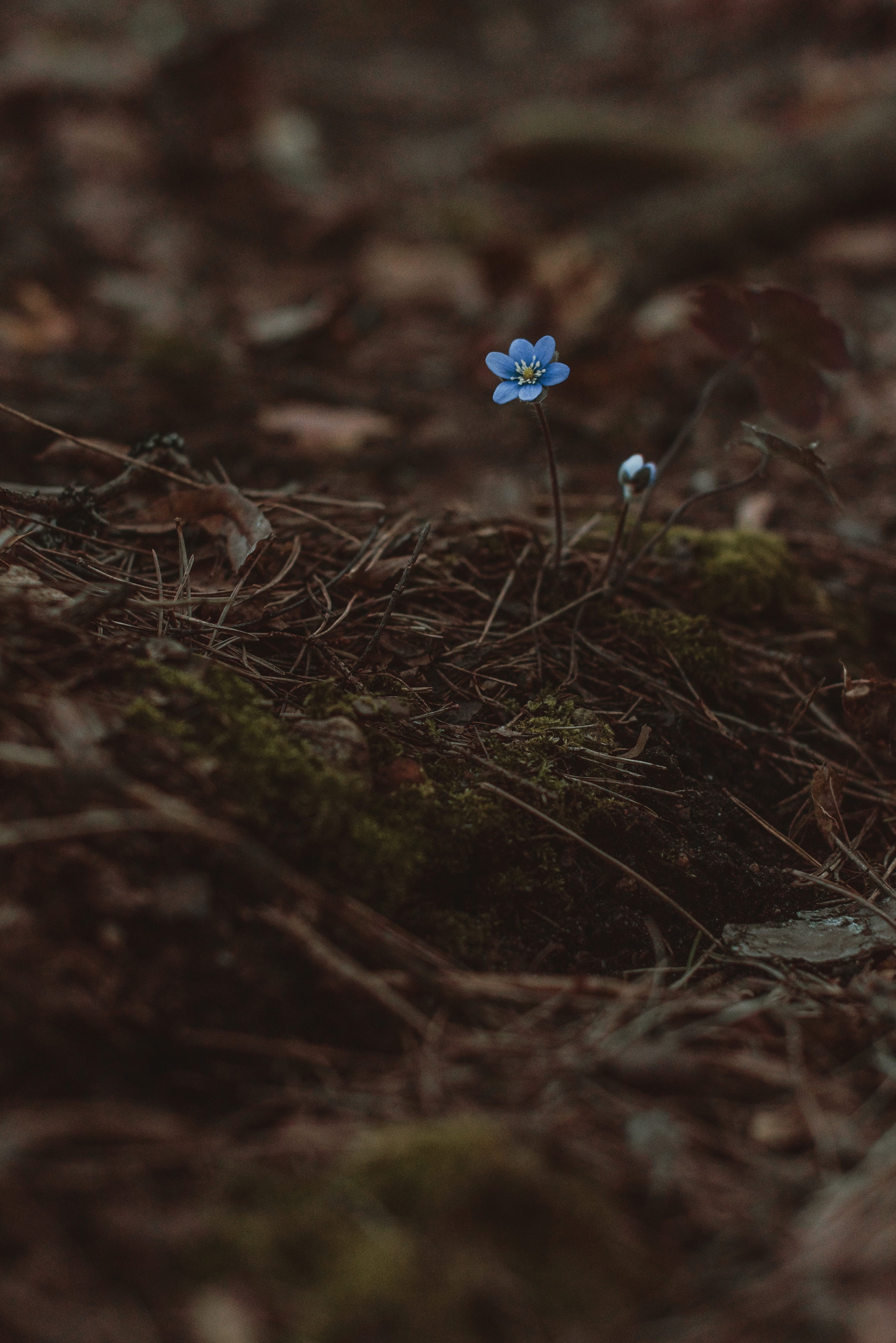 moss, needle, blue, flower, macro, land, earth, alone, lonely, wild, early, arenaria