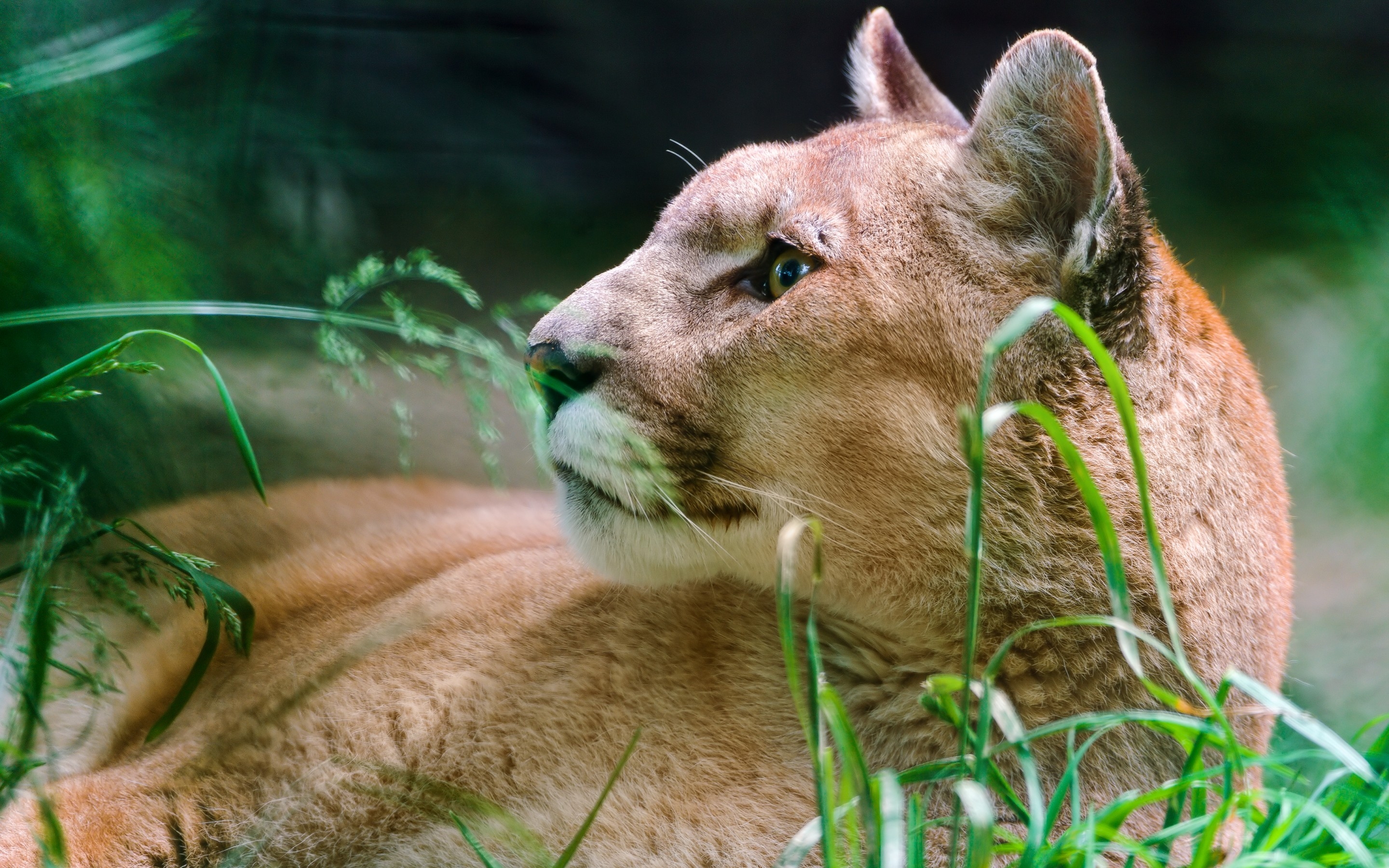 122786 Bildschirmschoner und Hintergrundbilder Puma auf Ihrem Telefon. Laden Sie tiere, puma, raubtier, predator, cougar Bilder kostenlos herunter