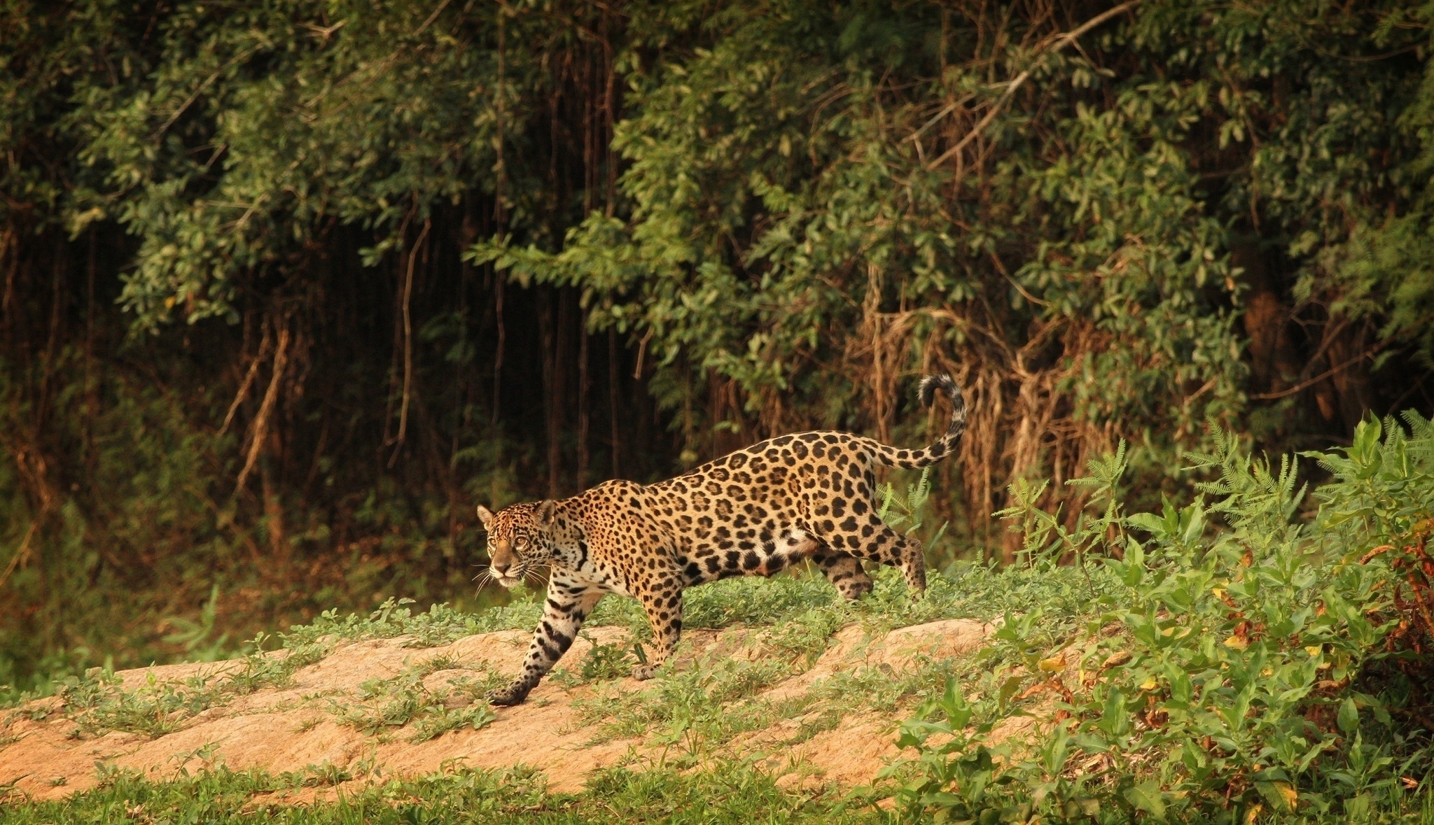 iPhone Wallpapers wild cat, wildcat, predator, animals Jaguar