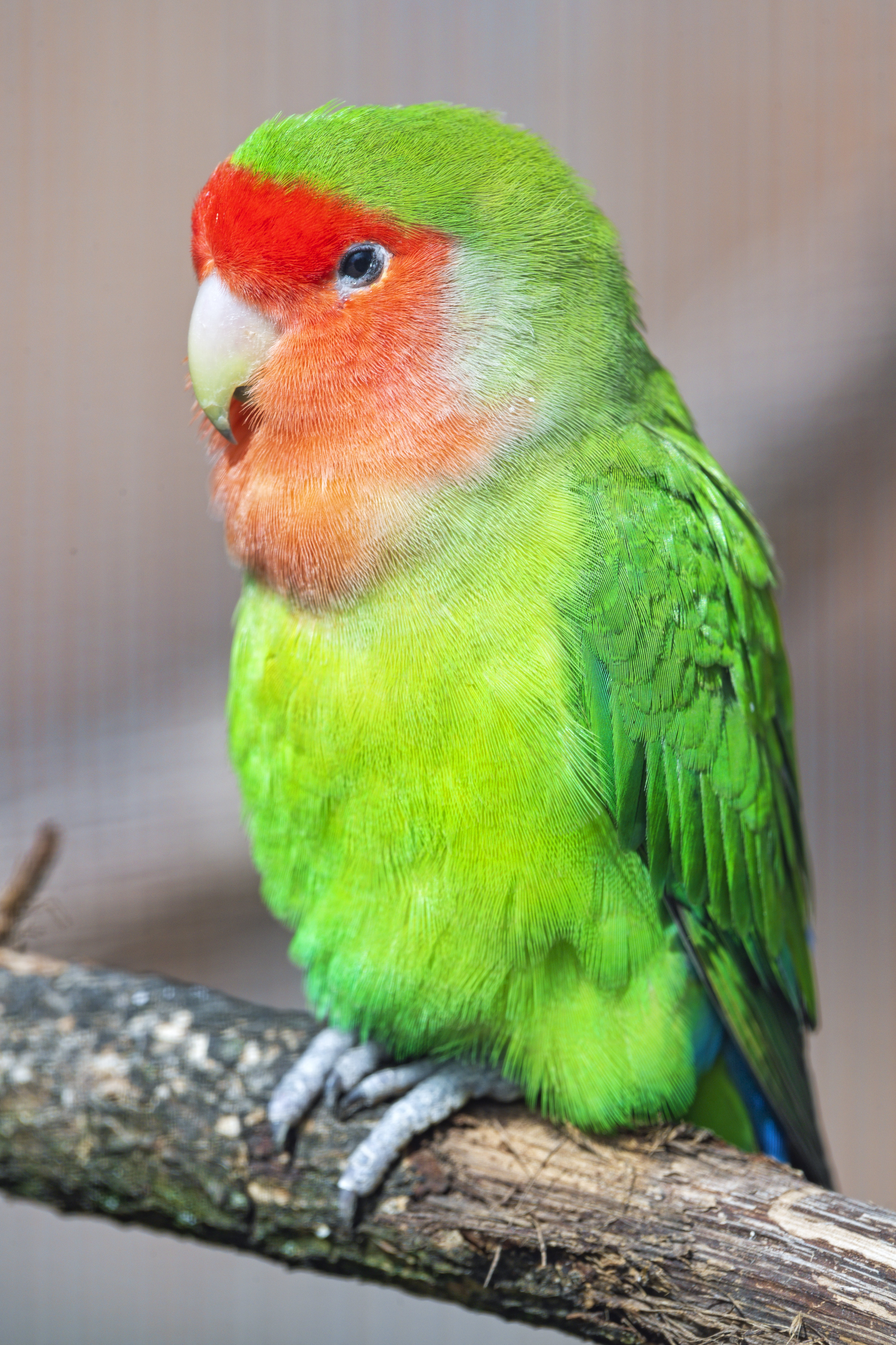 51221 Bild herunterladen tiere, papageien, hell, vogel, lovebird, untrennbar - Hintergrundbilder und Bildschirmschoner kostenlos