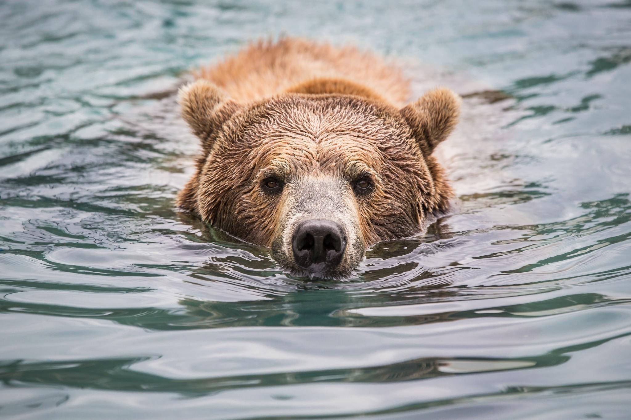 Животные и вода картинки