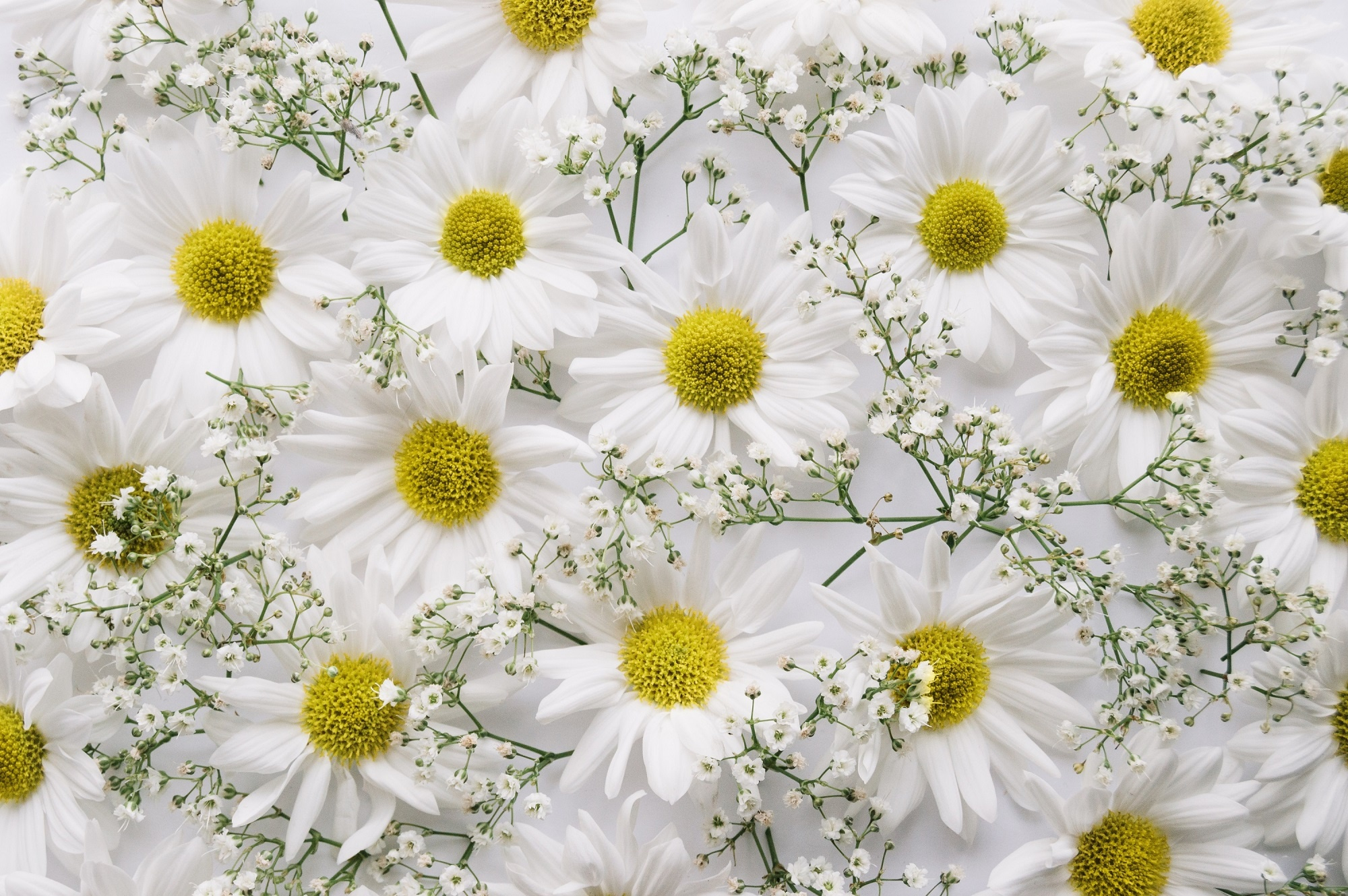 white flower, earth, flower, baby's breath, chrysanthemum, flowers