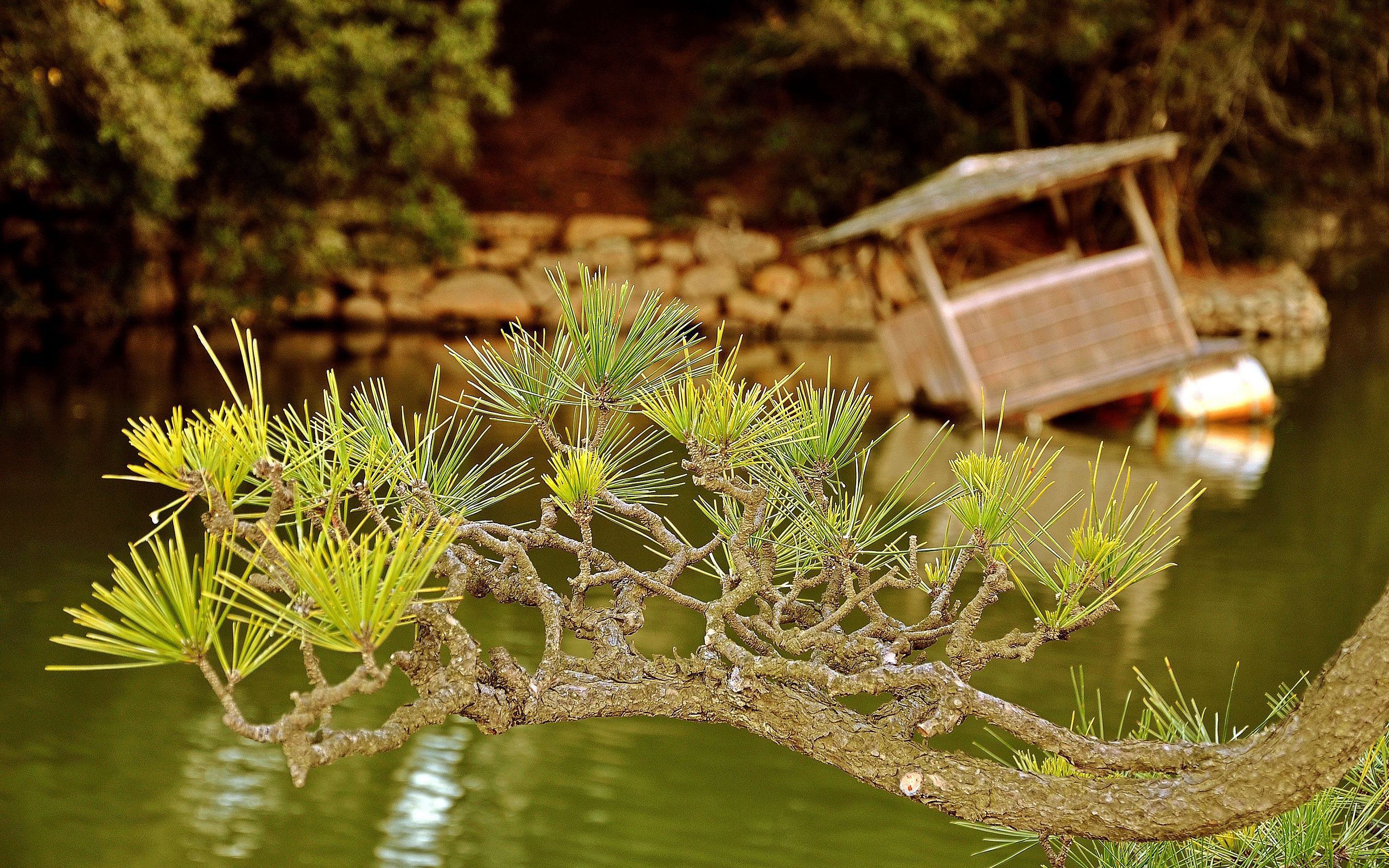 Desktop Backgrounds Needle lake, coniferous, conifers, nature