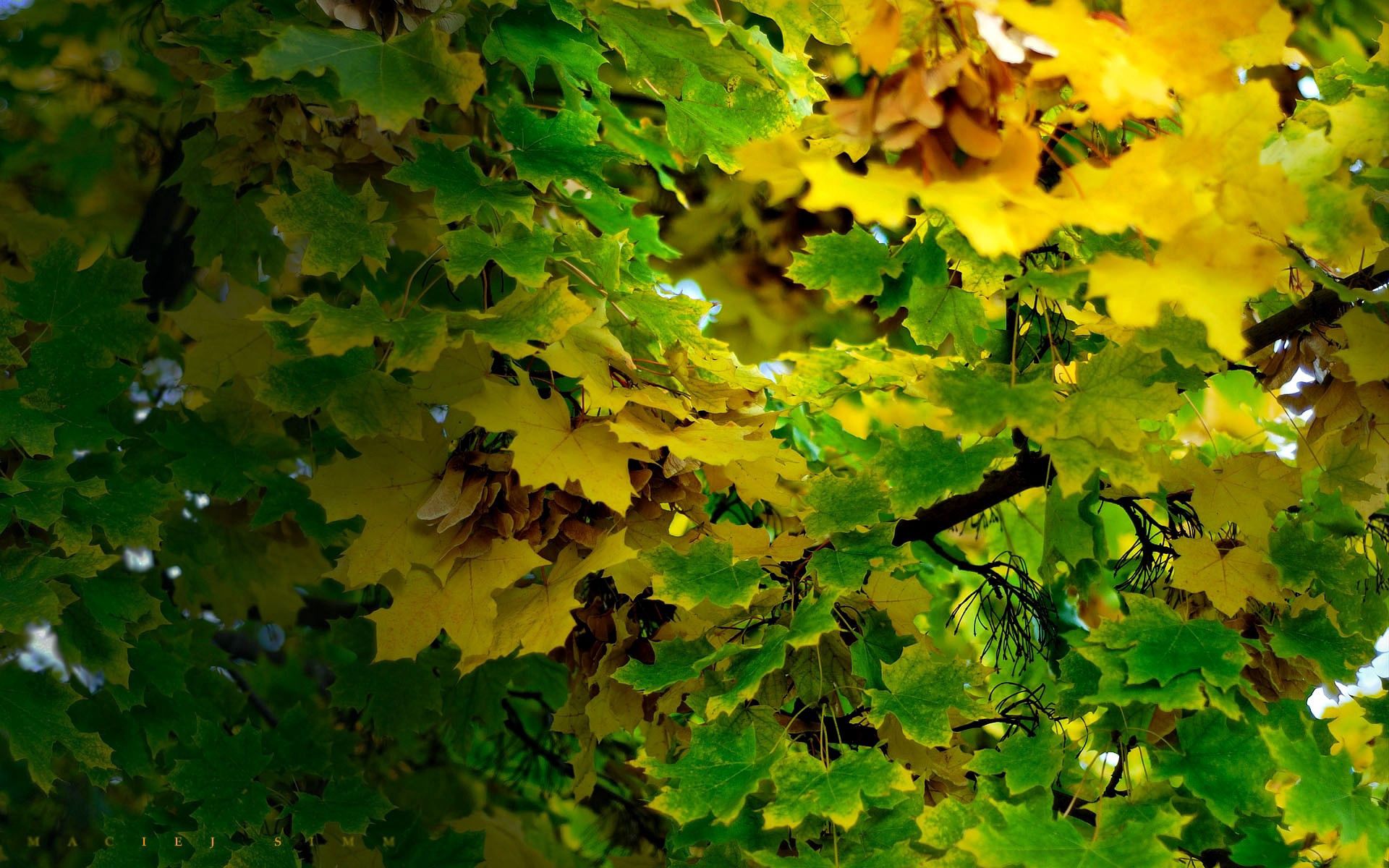 85144 download wallpaper leaves, green, nature, autumn screensavers and pictures for free