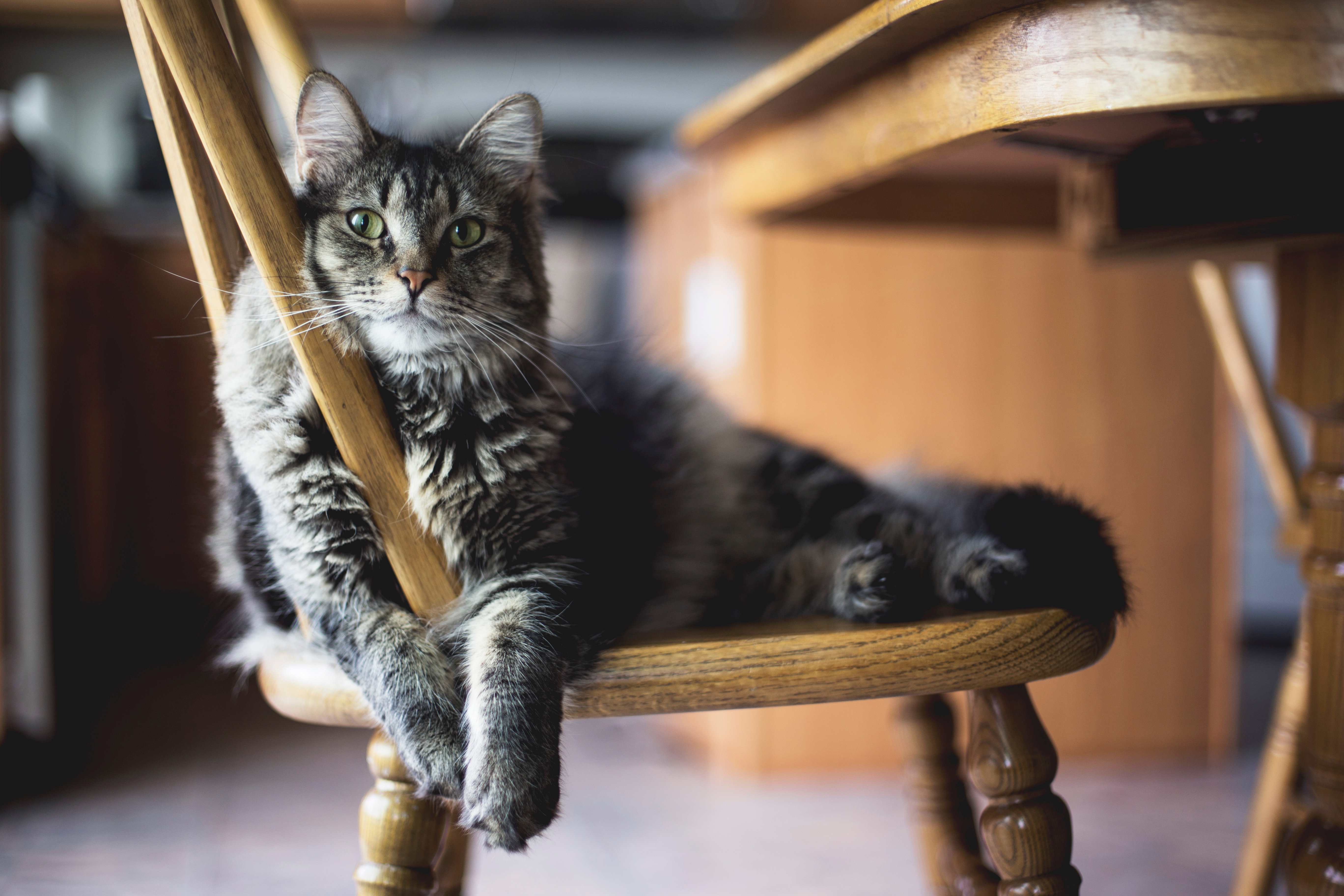 animals, cat, fluffy, chair, lies